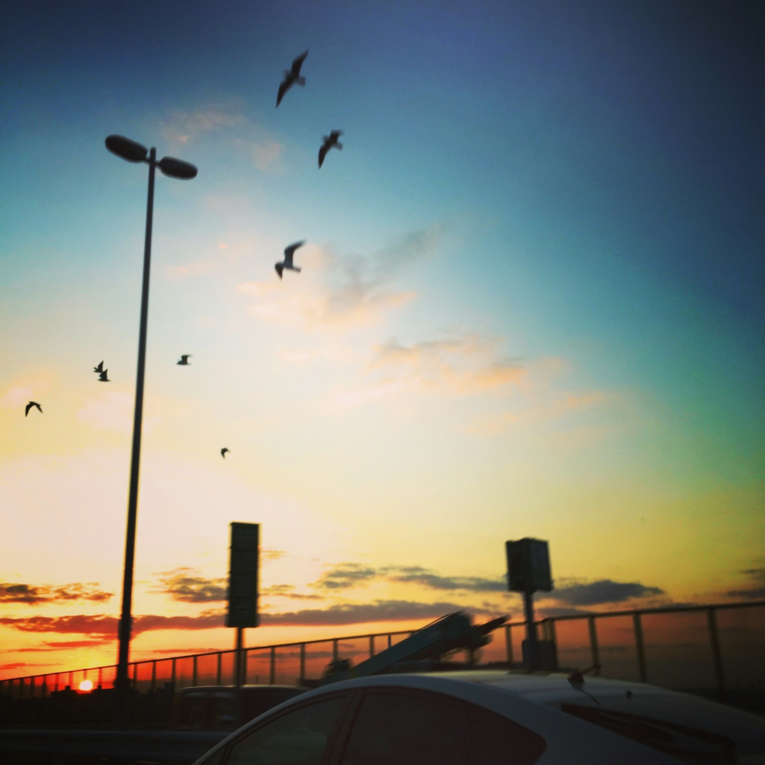 Silhouette von Vögeln, die gegen einen Sonnenuntergangshimmel fliegen