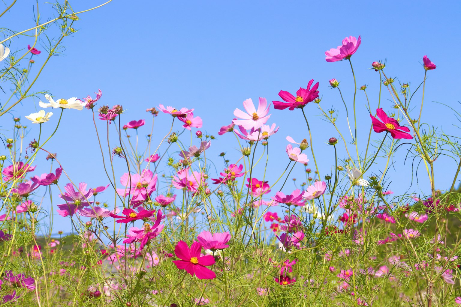 Various colors of cosmos flowers blooming under a blue sky