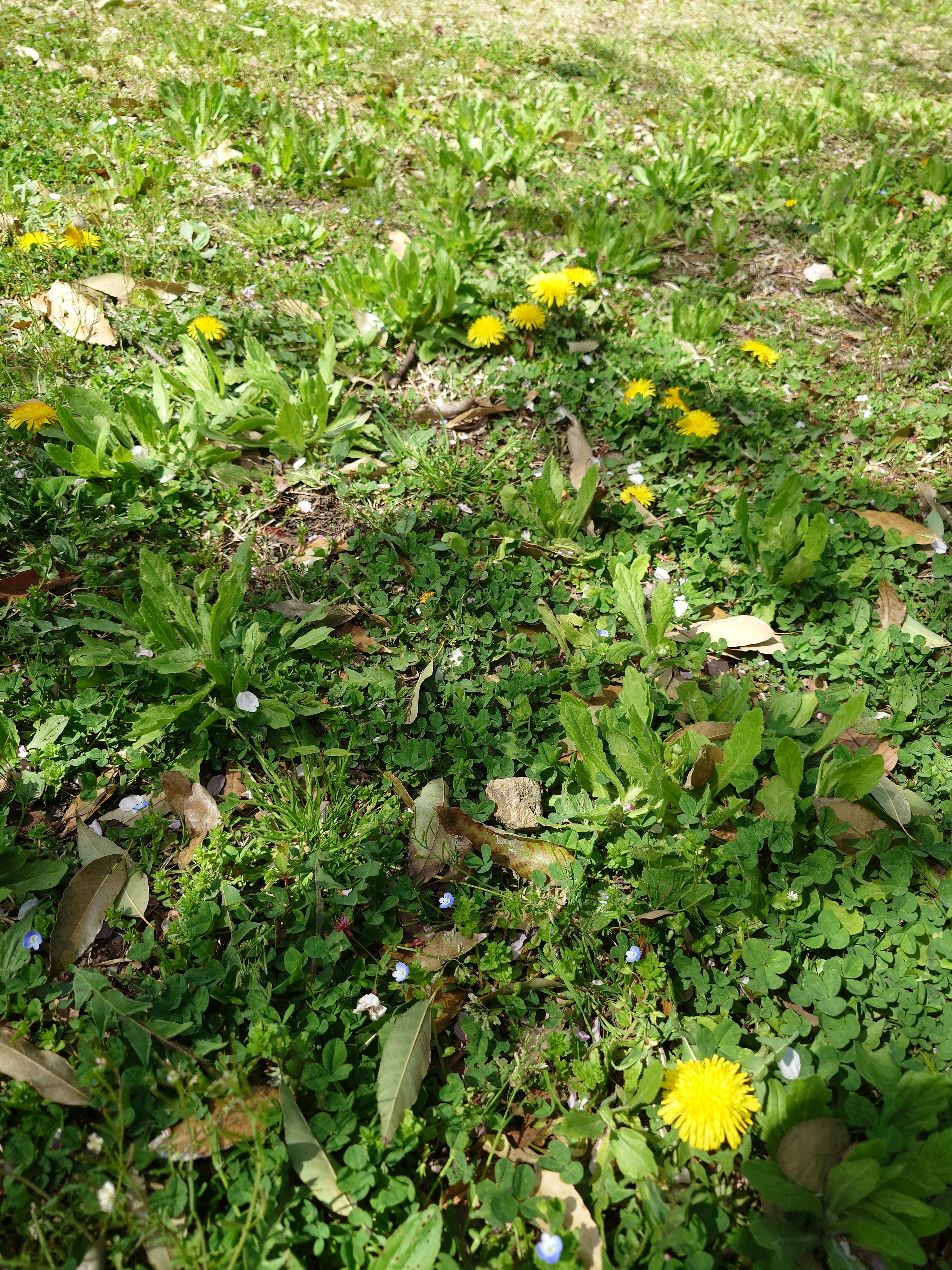 papaveri gialli sull’erba verde