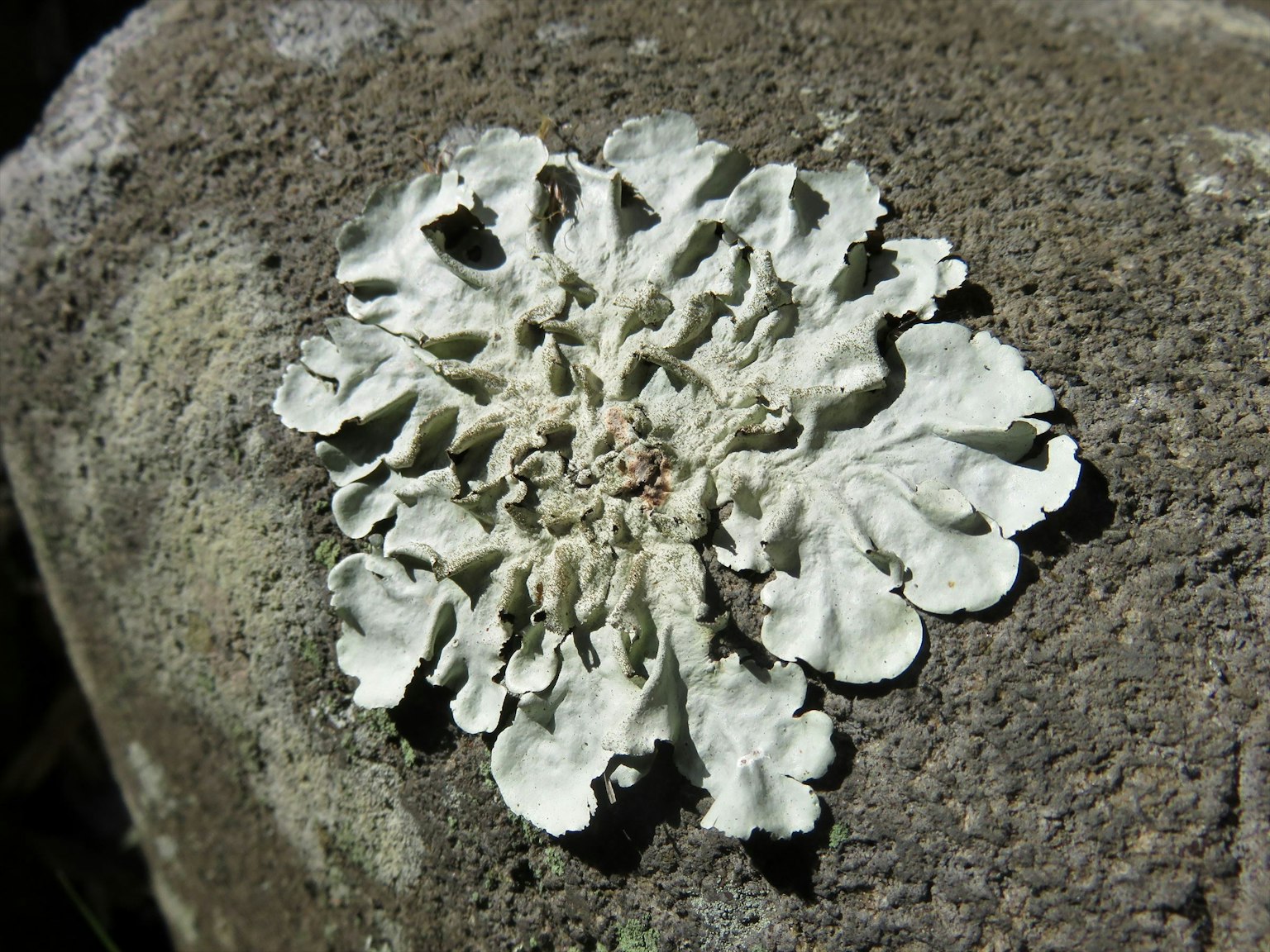 岩石表面上像花的地衣