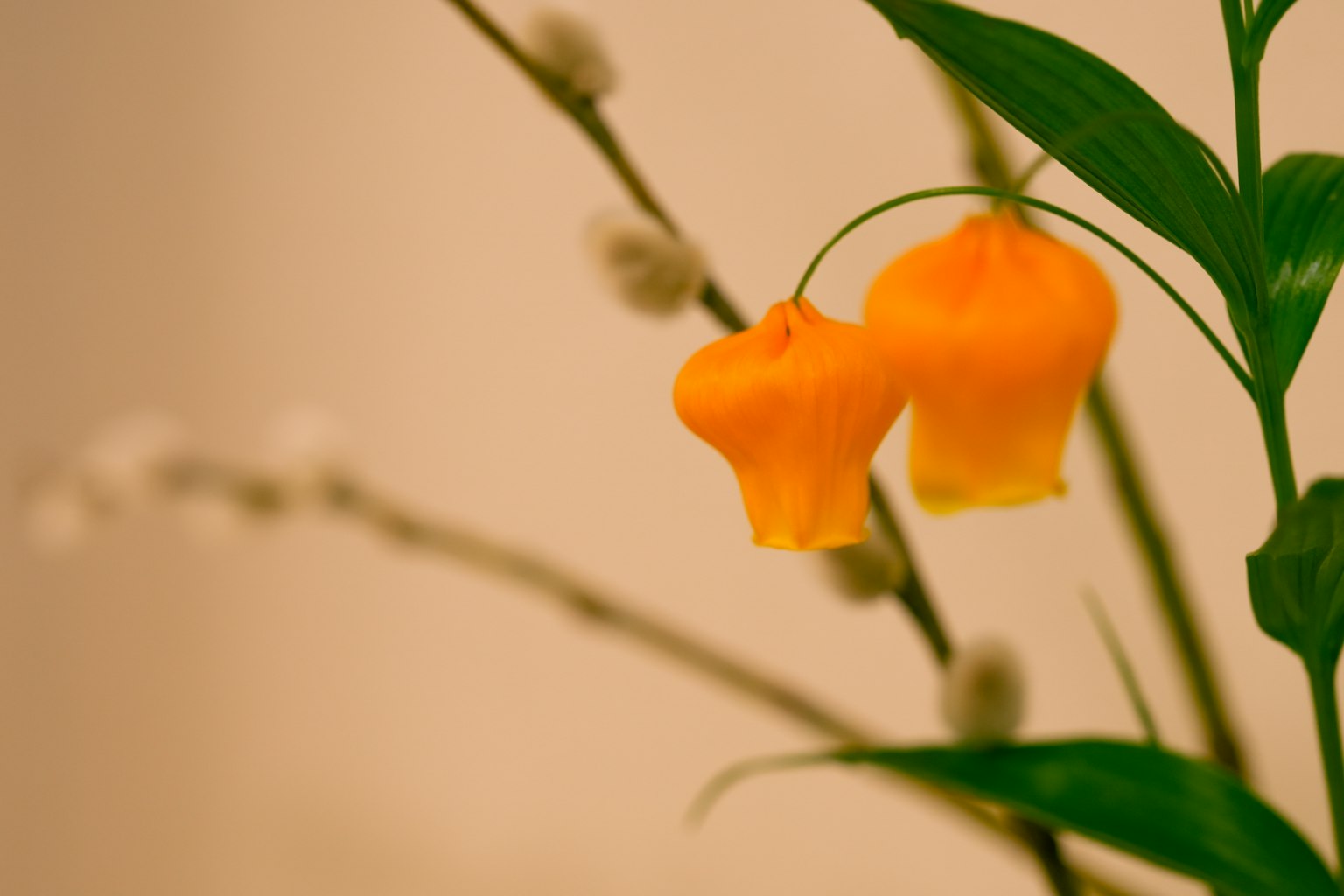 Close-up of a plant with yellow flowers and green leaves