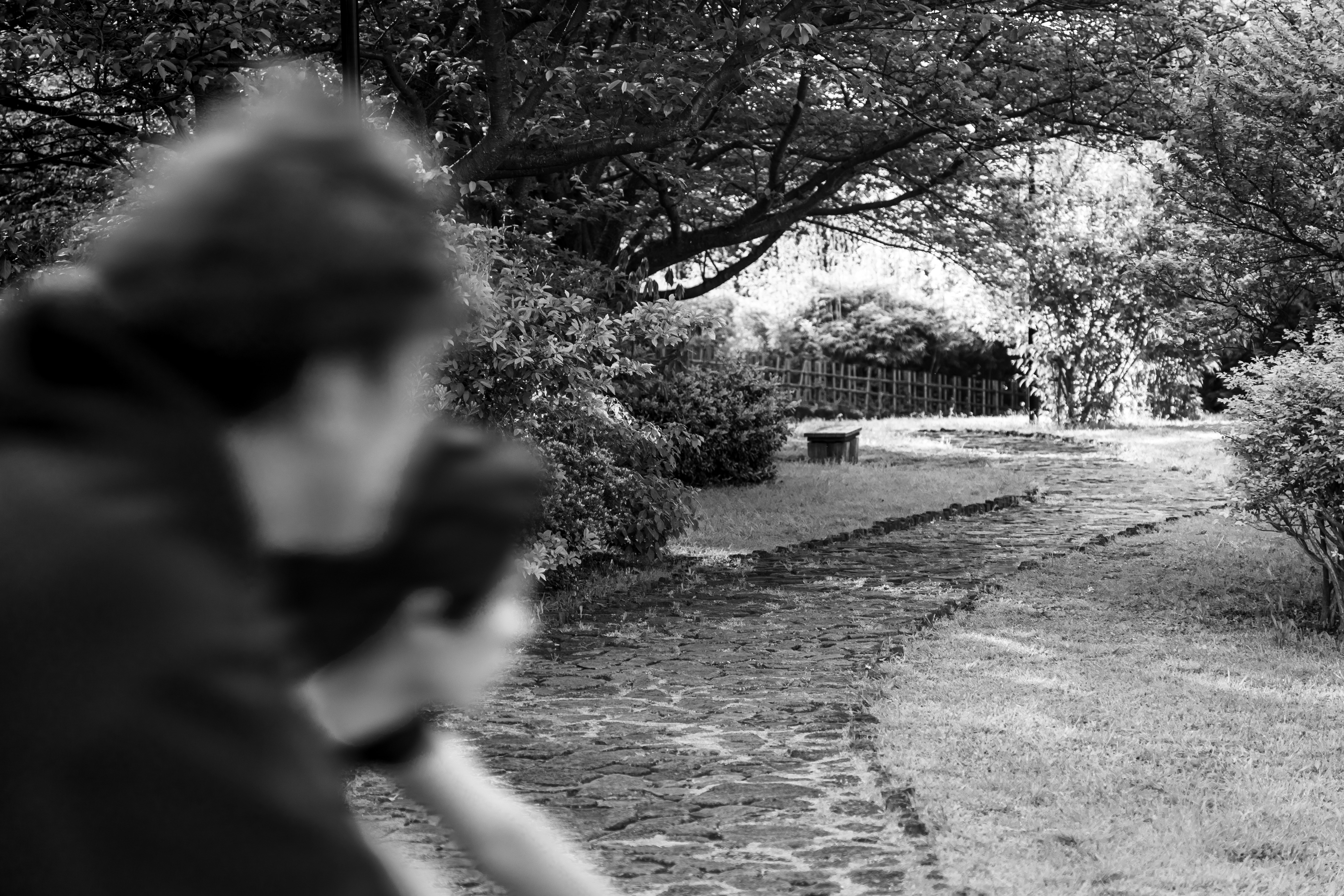 樹下公園小徑與長椅