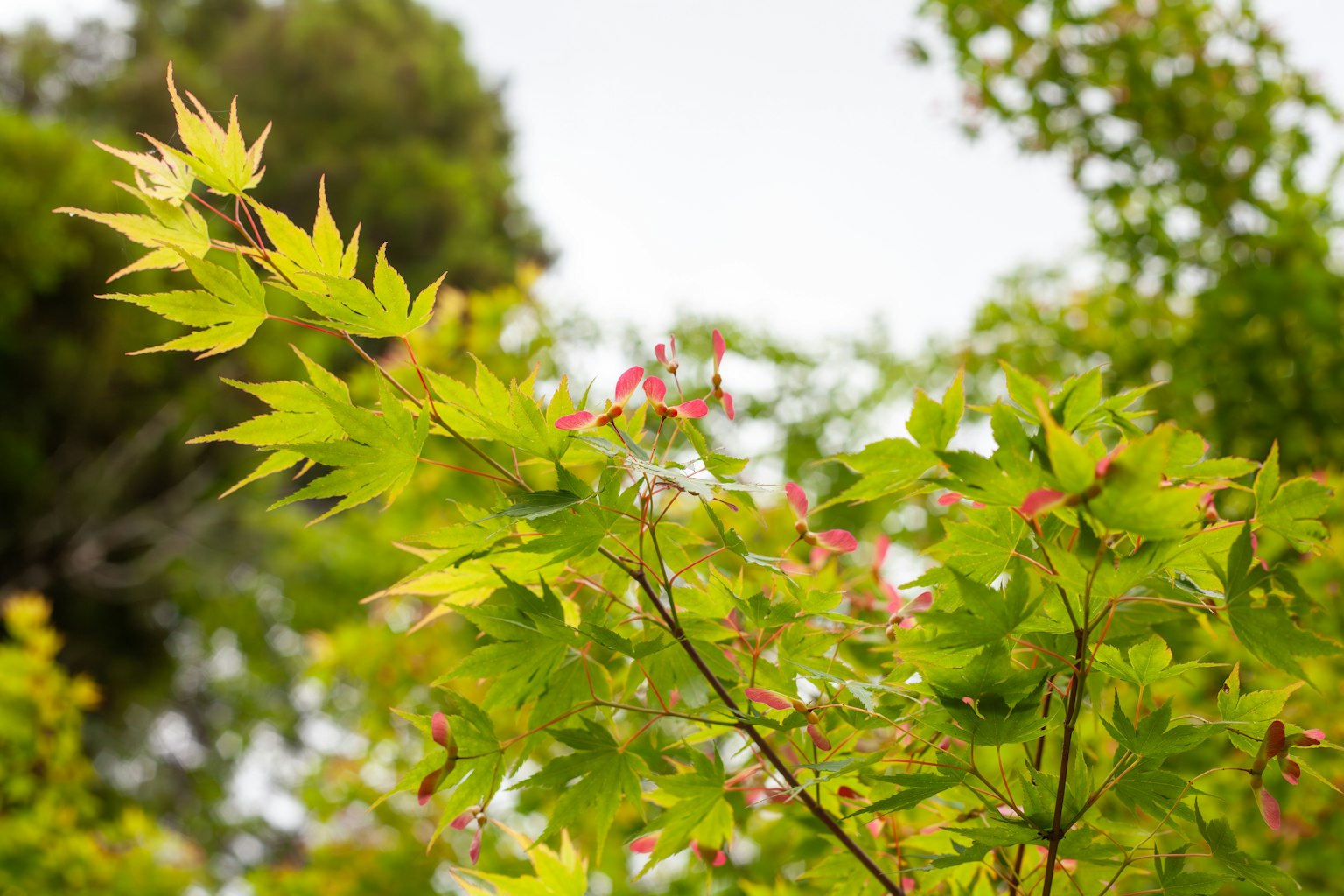 Maple leaves with vibrant green and hints of red buds