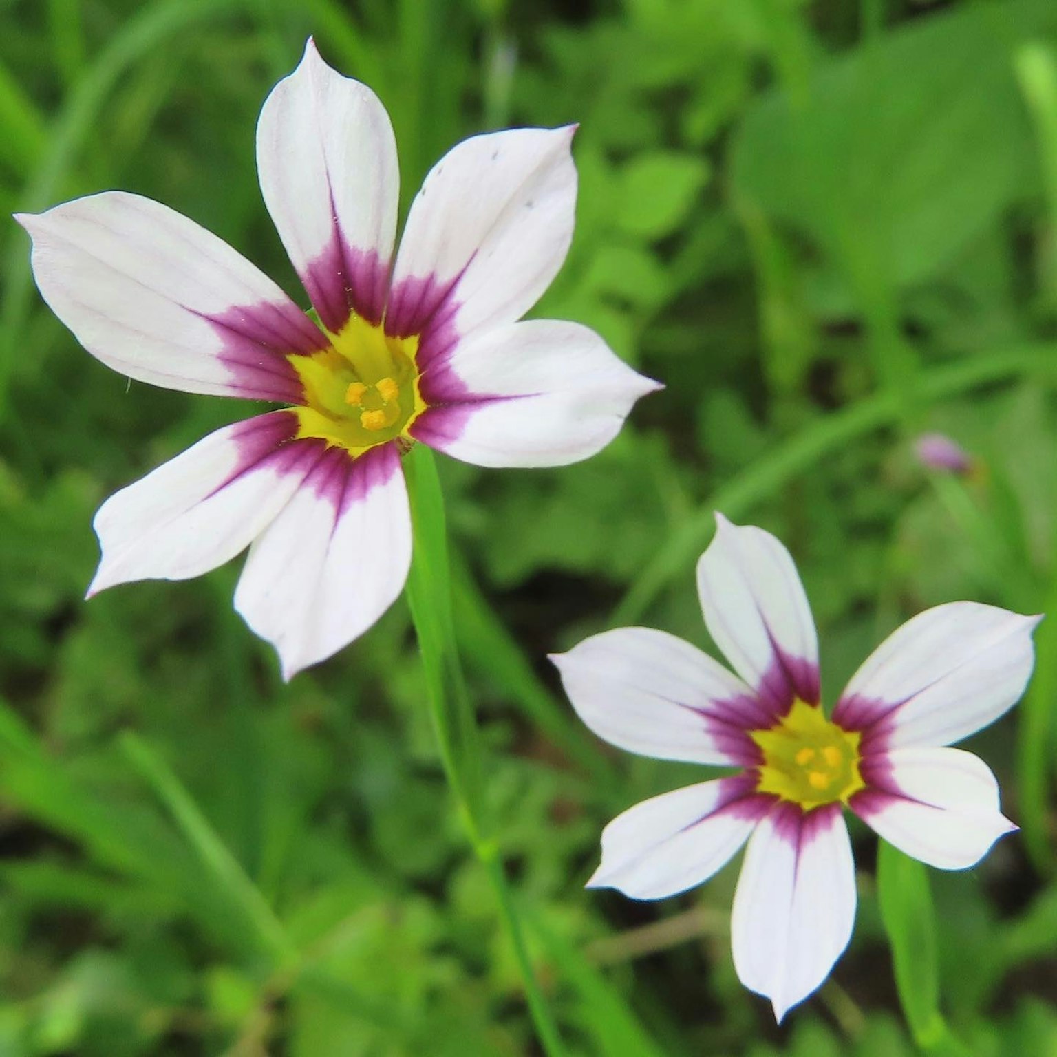 ดอกไม้สองดอกที่มีกลีบสีขาวลวดลายสีม่วงและศูนย์กลางสีเหลืองกำลังบาน