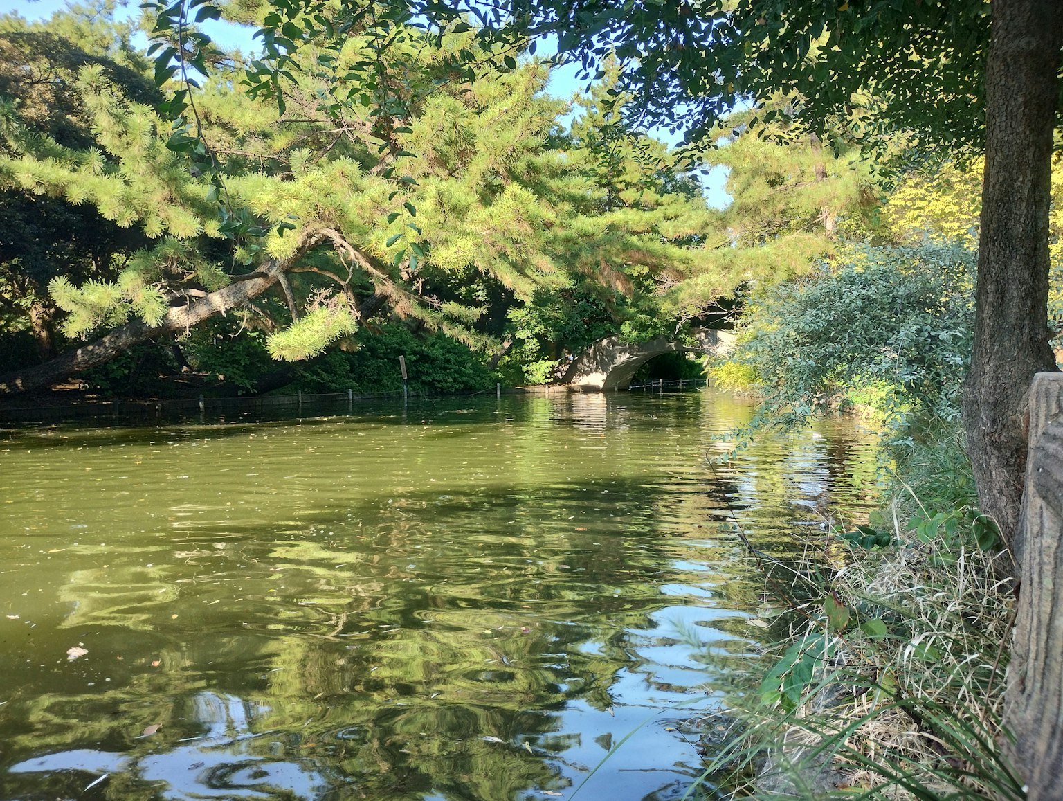 Scène de rivière tranquille avec des arbres verts et de l'eau calme avec un pont