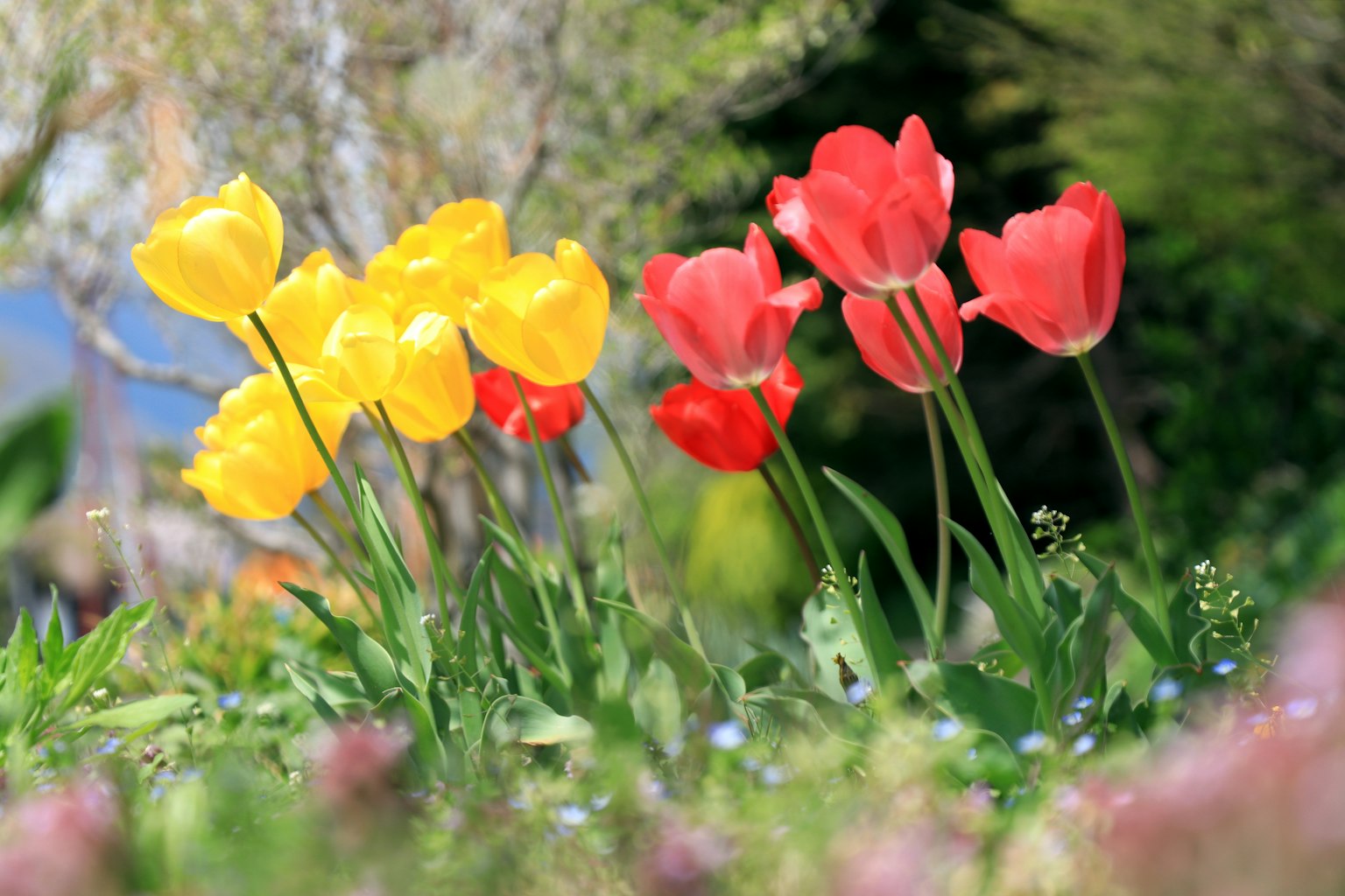 五彩缤纷的郁金香在花园中盛开