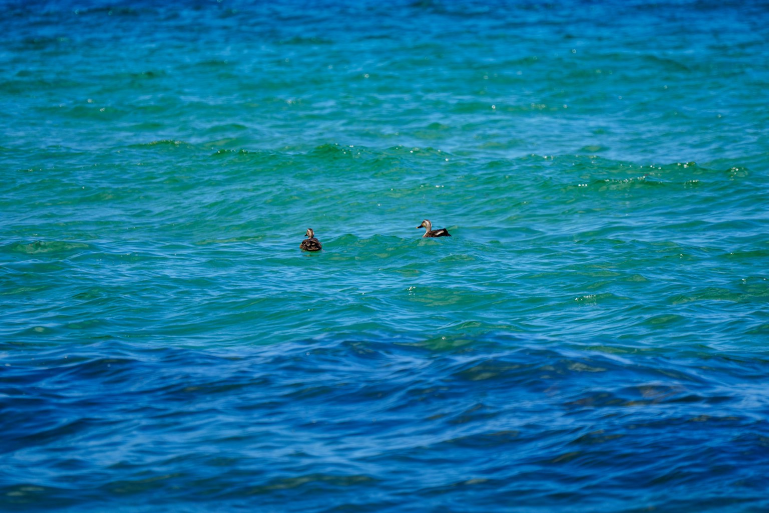 푸른 바다에 떠 있는 두 개의 작은 물체