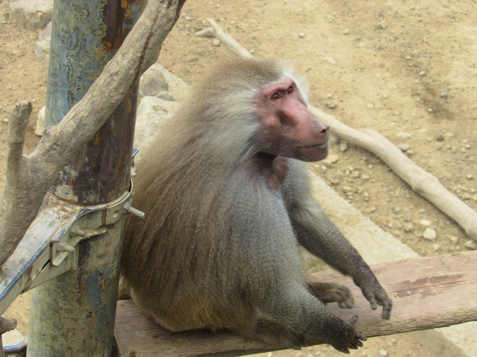 Un babouin assis à côté d'une structure en bois dans un cadre naturel