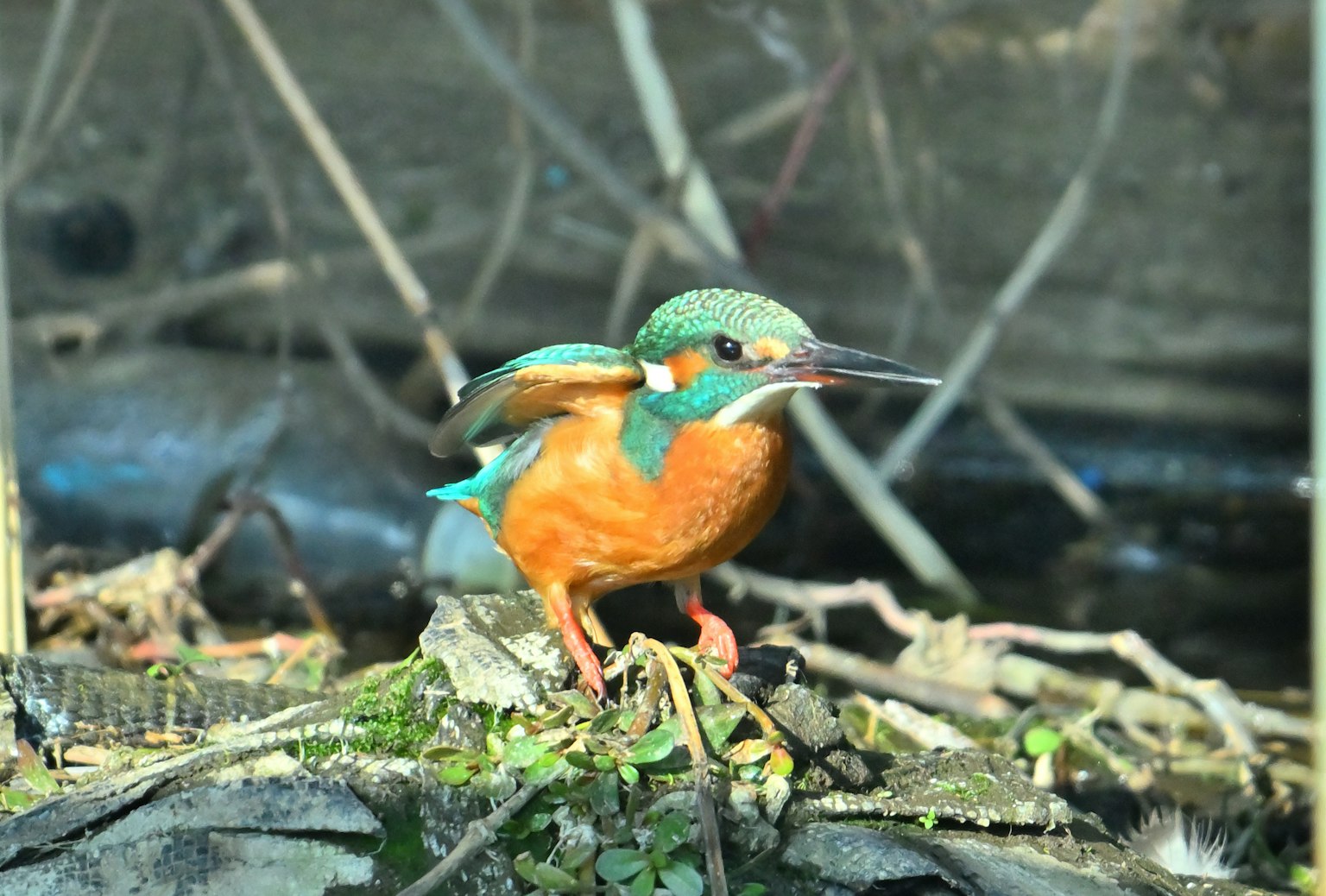 一隻生動的翠鳥棲息在樹枝上