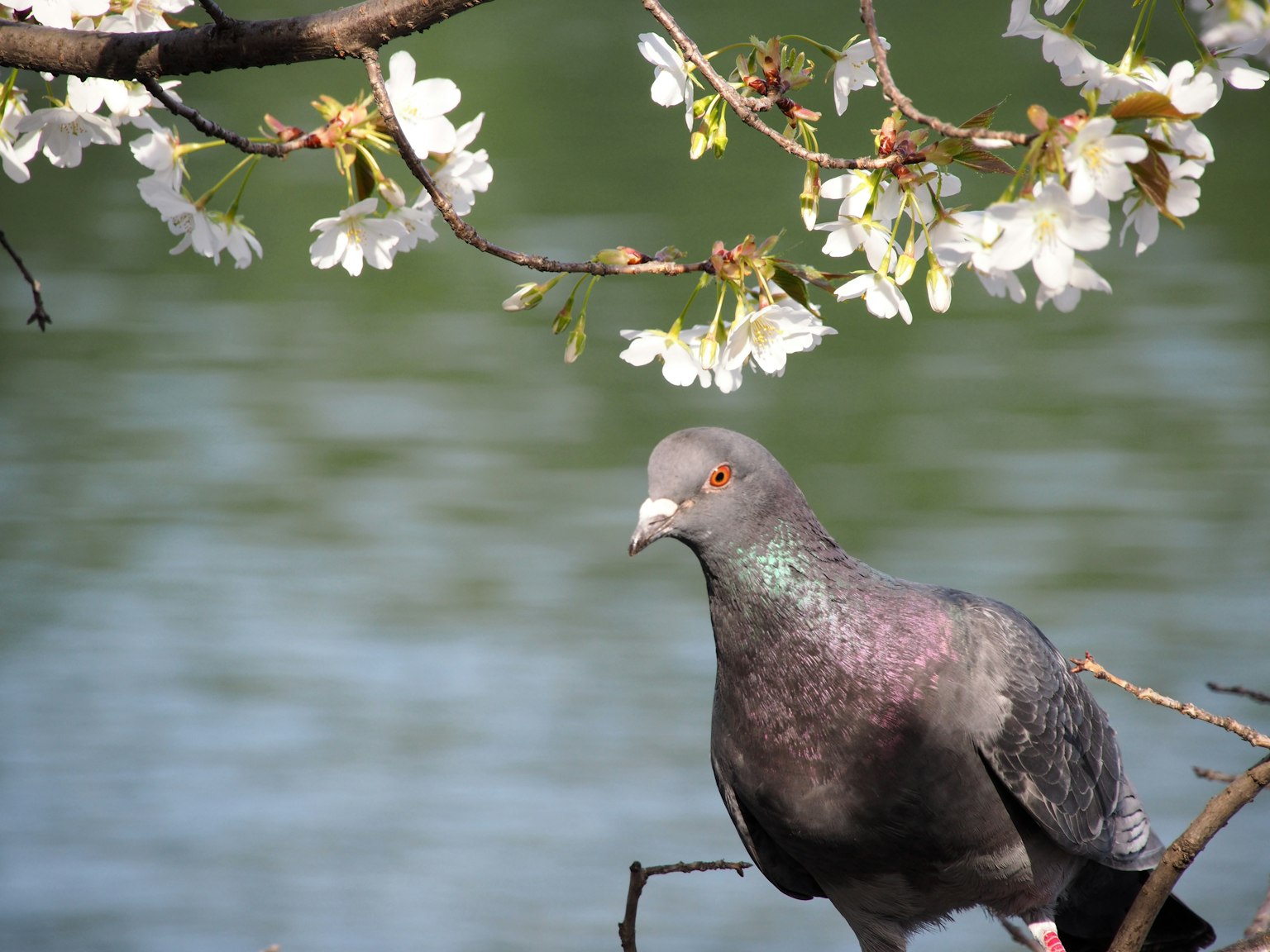 Eine lebendige Taube, die in der Nähe von Kirschblüten am Wasser sitzt