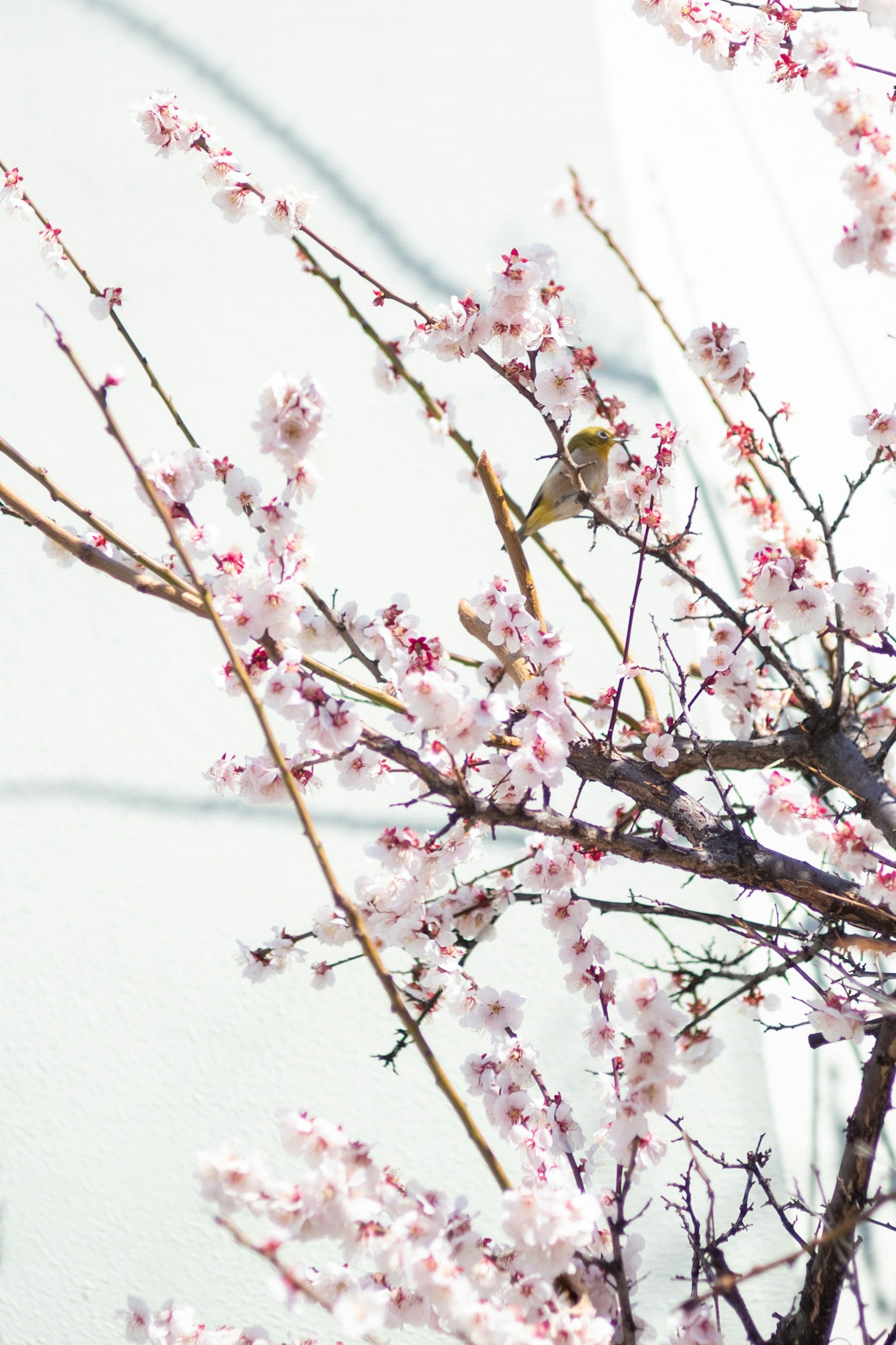 櫻花枝條與柔和背景色