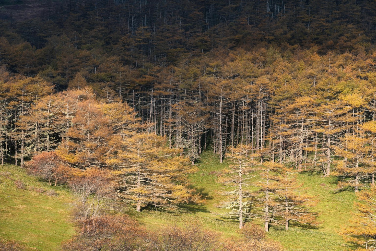 가을 풍경 다채로운 나무 초록색 풀밭과 그림자가 드리워진 산