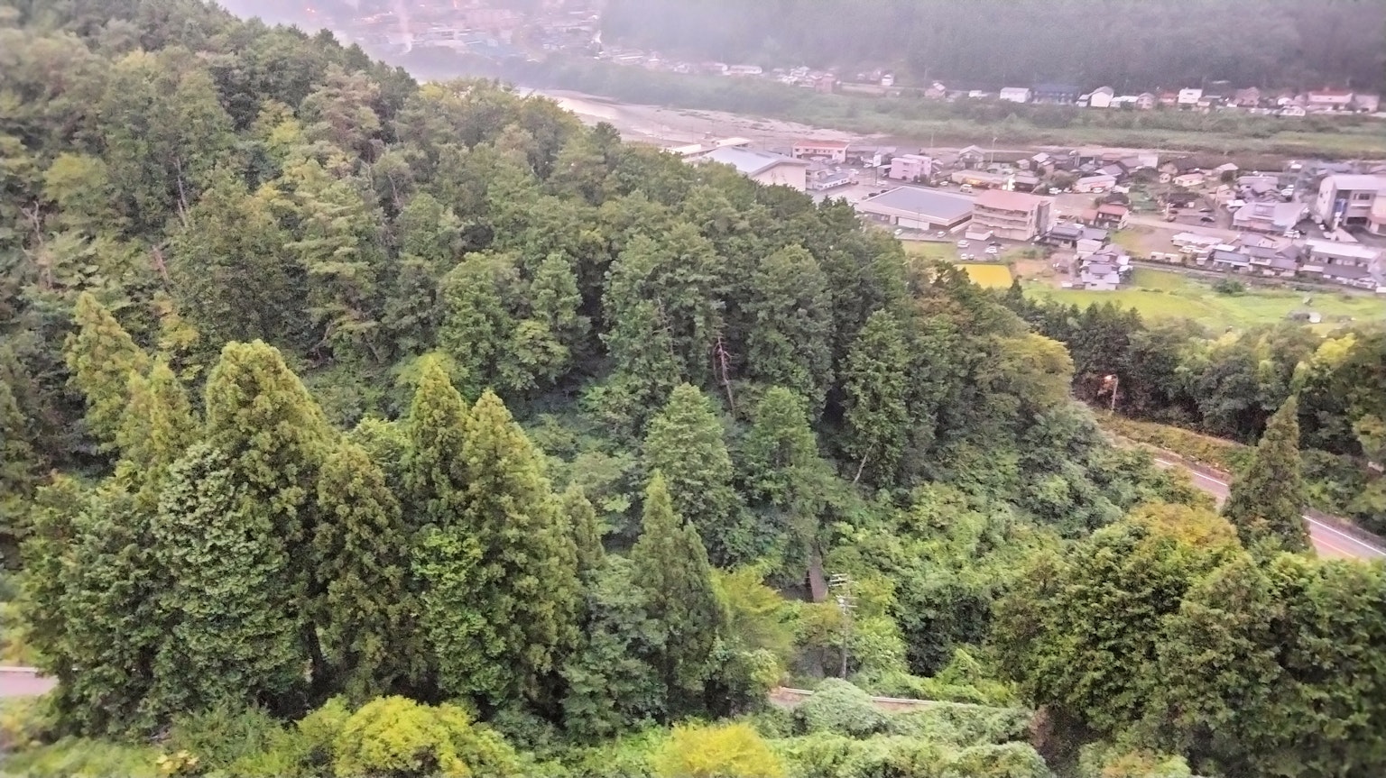 Üppiger grüner Wald mit Blick auf eine nahegelegene Stadt
