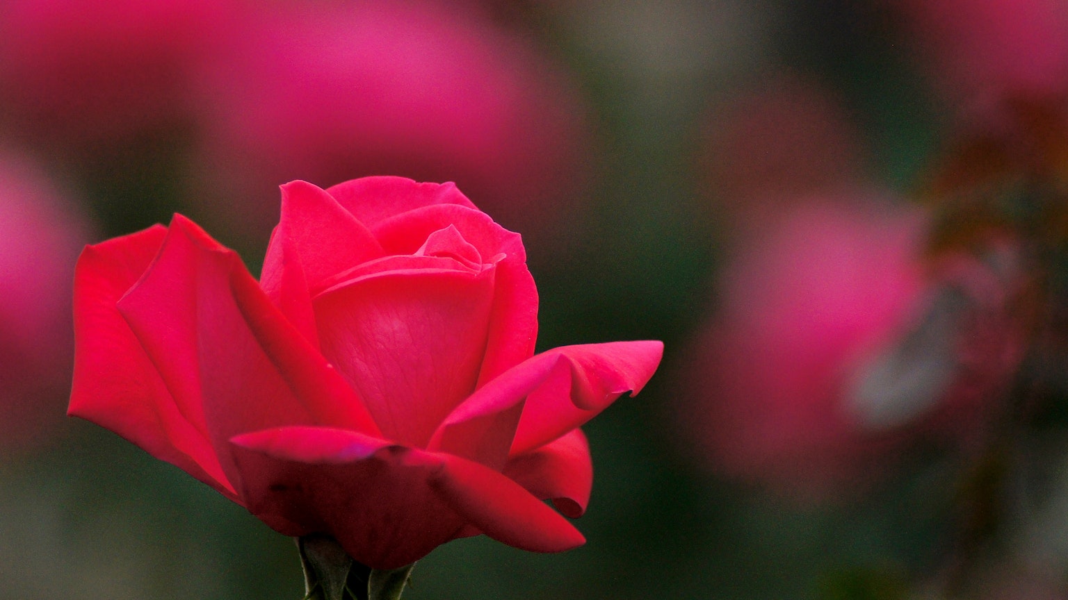 Eine lebendige rote Rose blüht im Vordergrund mit verschwommenem Hintergrund