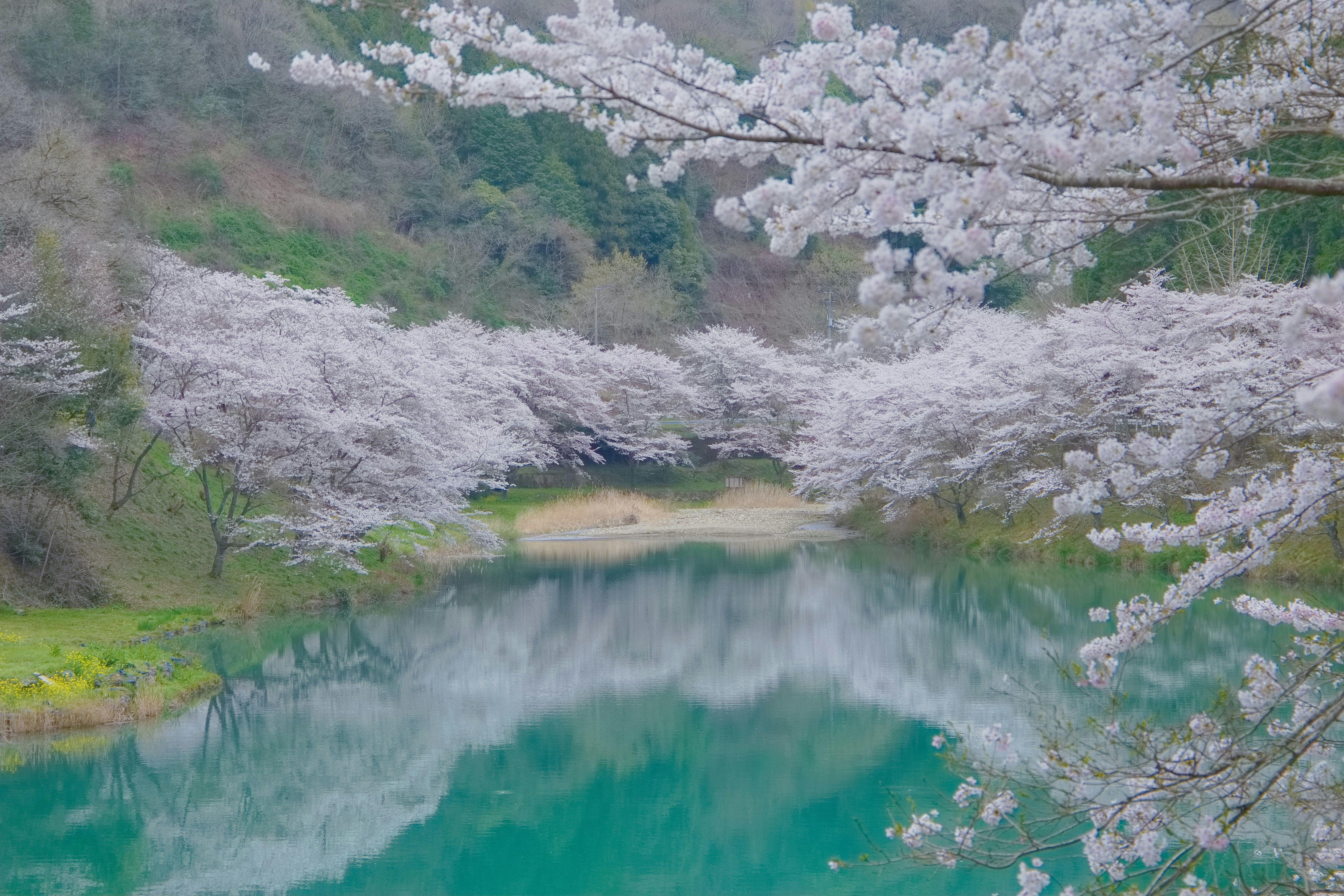 湖面に映る桜と青い池のような水辺の風景