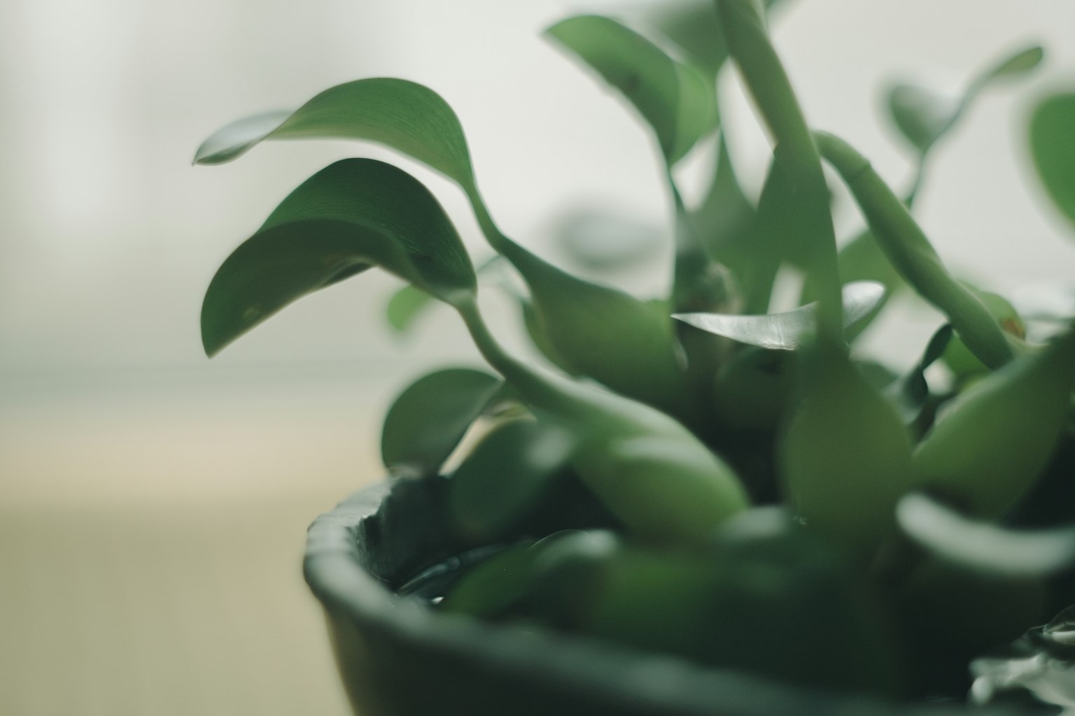 綠色葉子的植物特寫照片