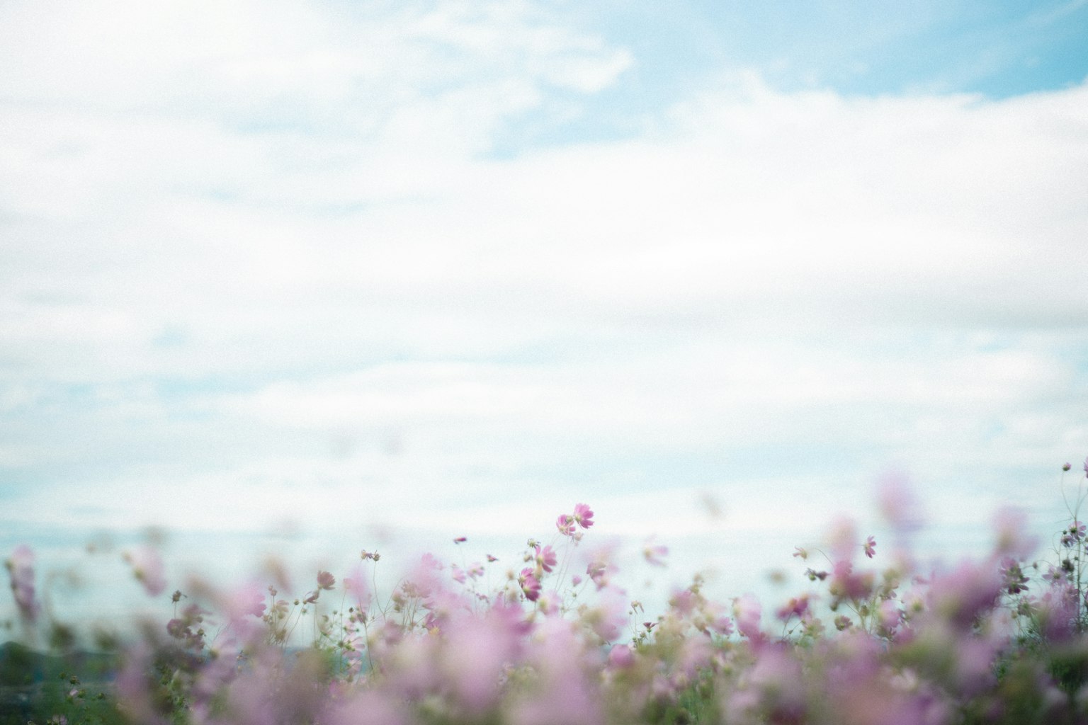 Sanfte lila Blumen unter einem ruhigen blauen Himmel
