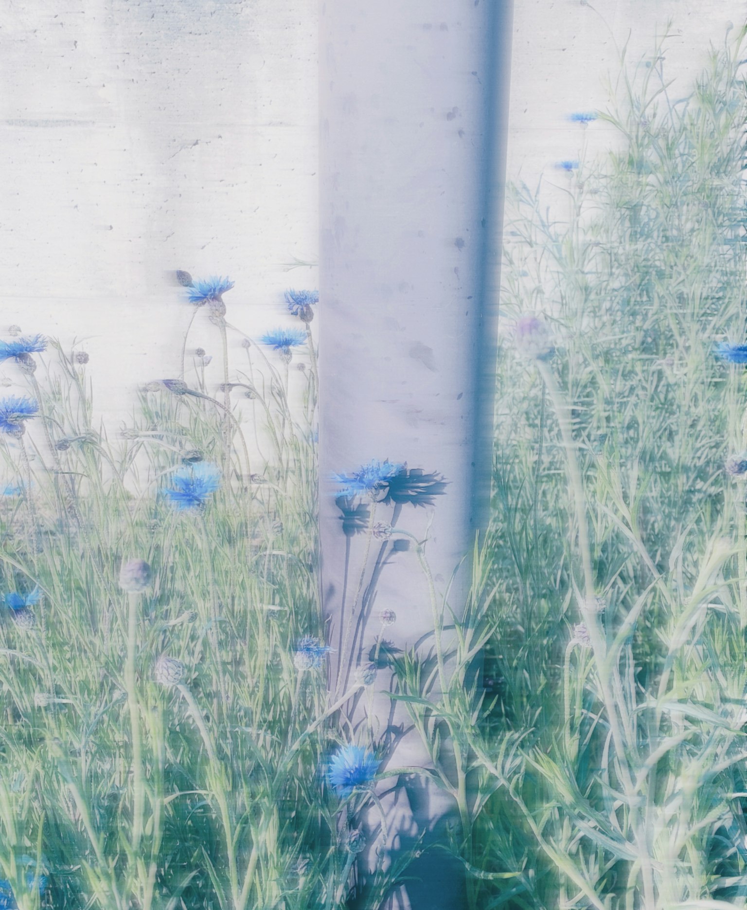 Poteau en métal entouré de fleurs bleues et d'herbe haute