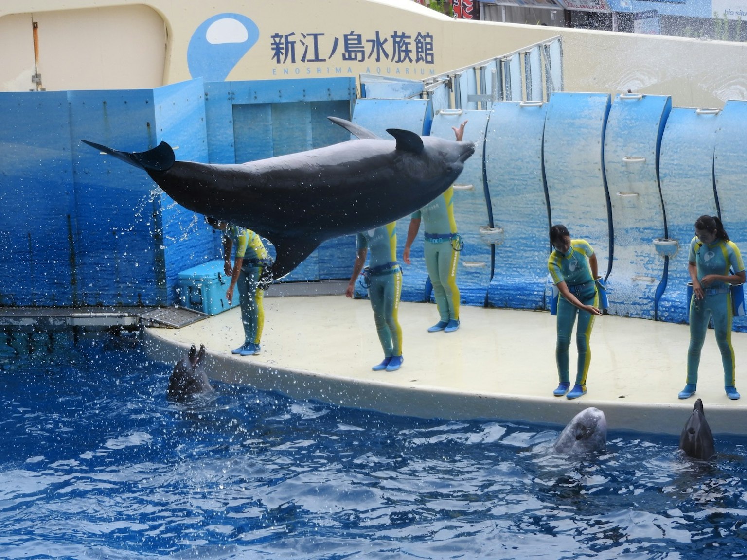 Delfin springt während einer Aquariumschau mit Trainern vor einem Publikum