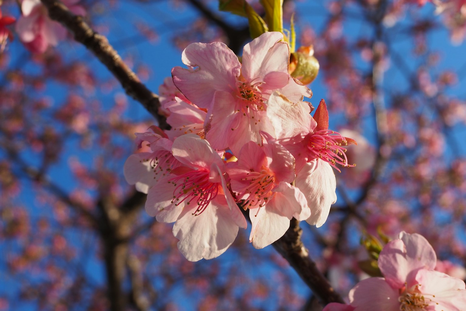Nahaufnahme von Kirschblüten vor blauem Himmel lebendige rosa und weiße Blütenblätter