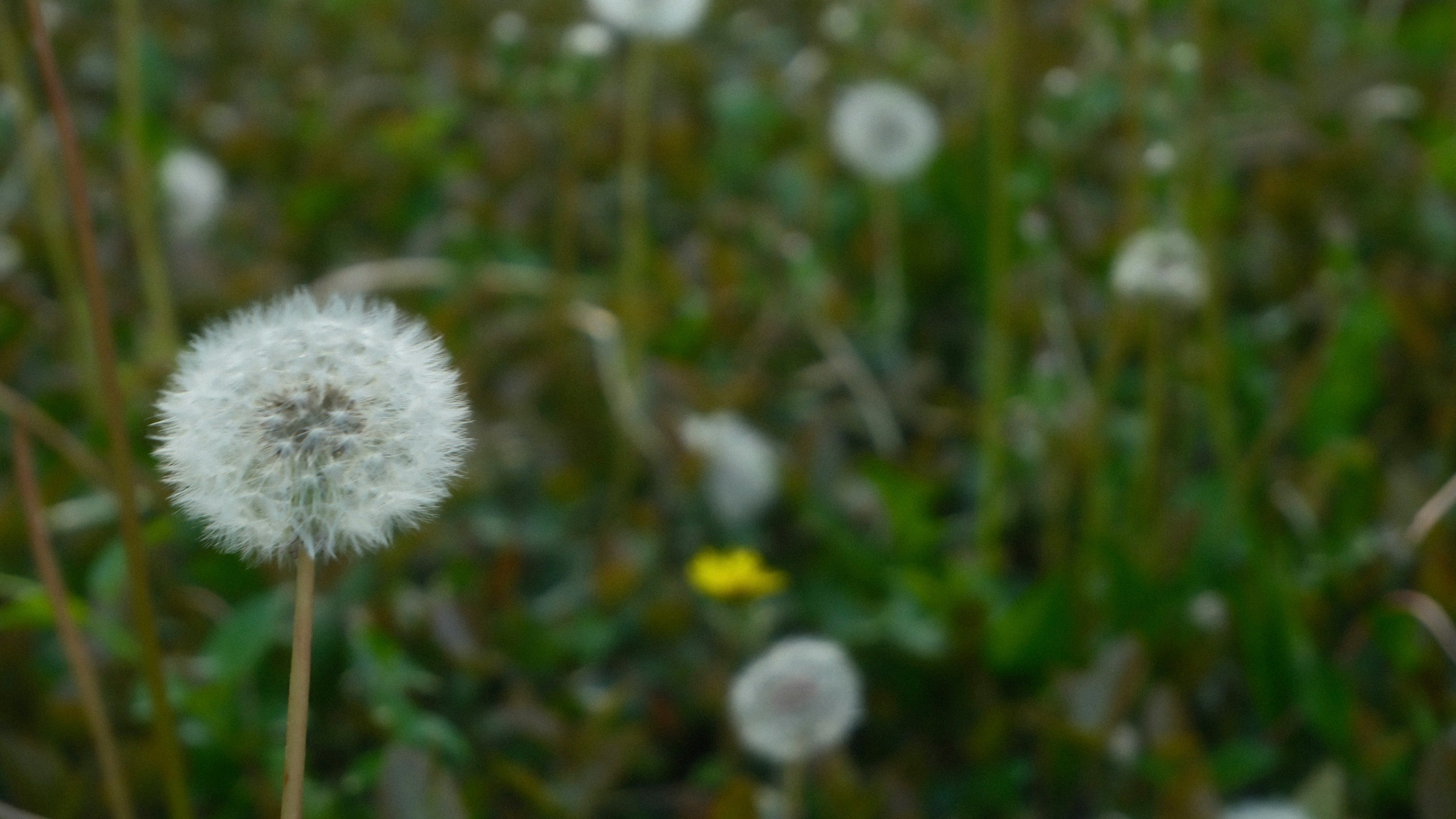 草むらに咲く綿毛の花