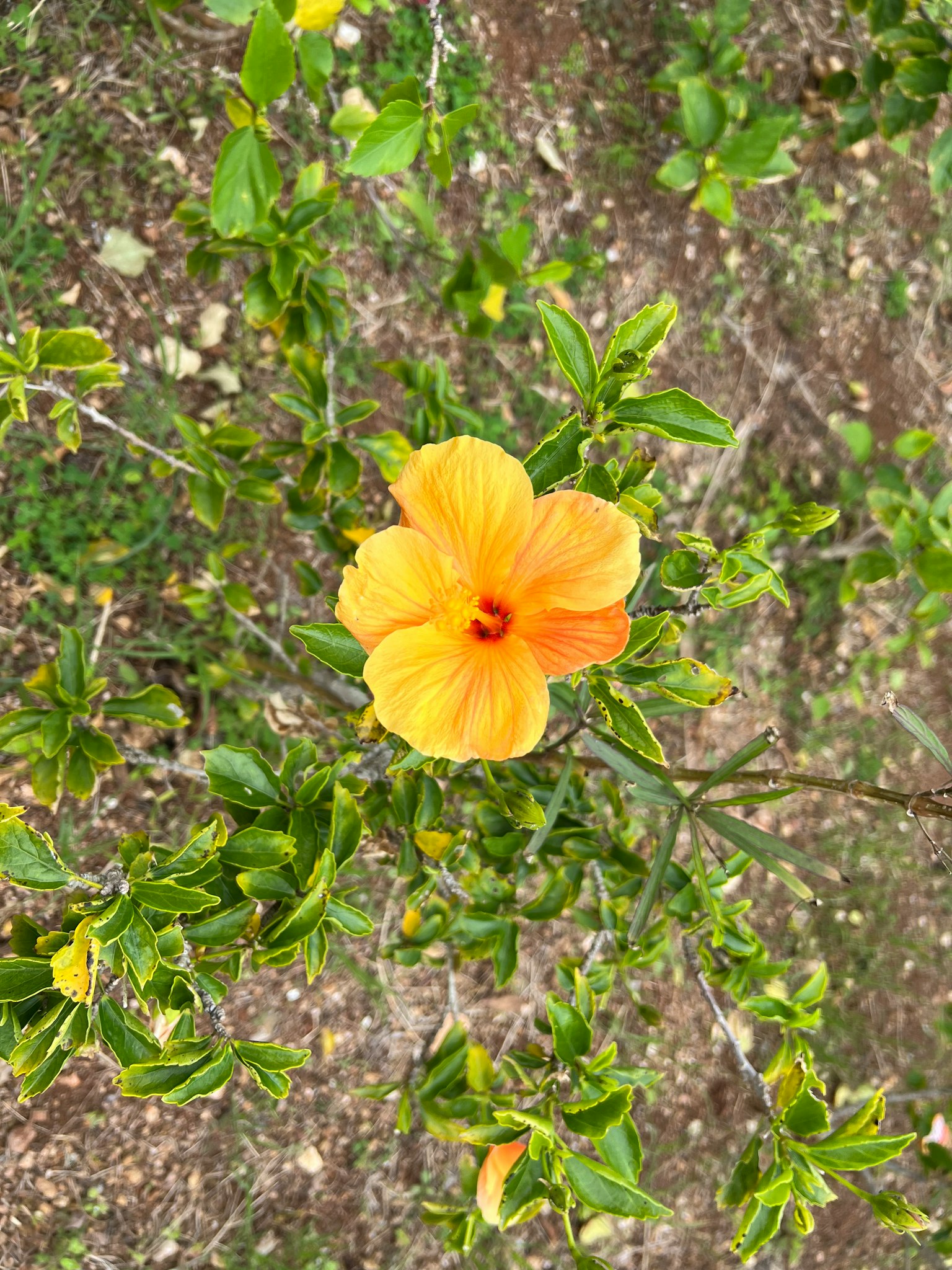 Flor de hibisco naranja vibrante con hojas verdes