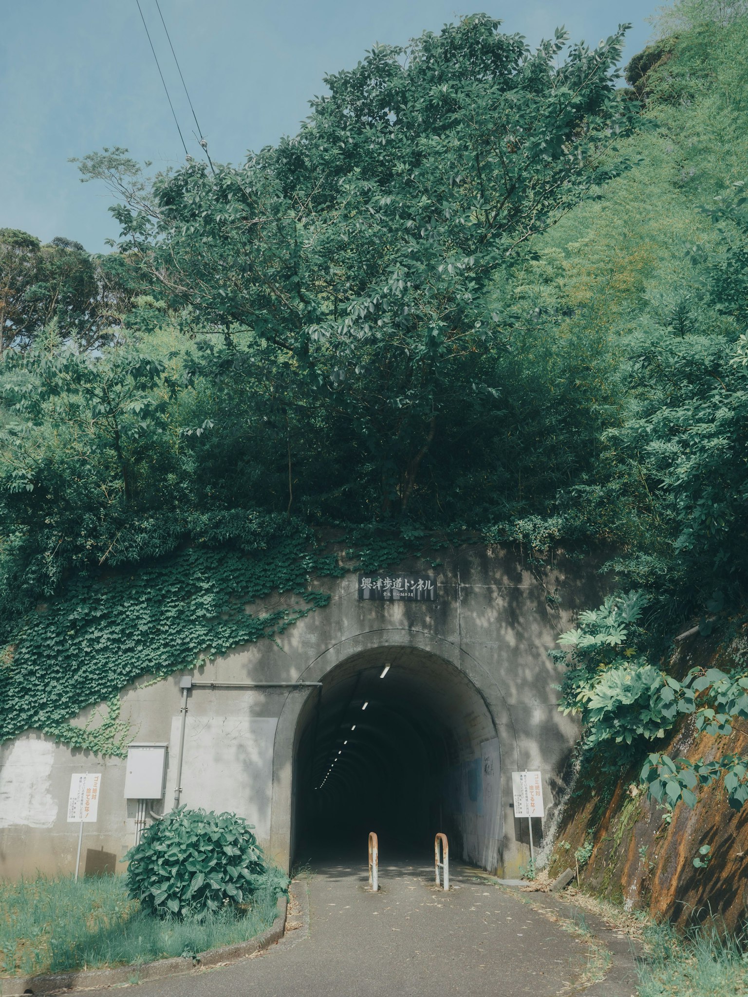 Entrata di un tunnel circondata da vegetazione lussureggiante