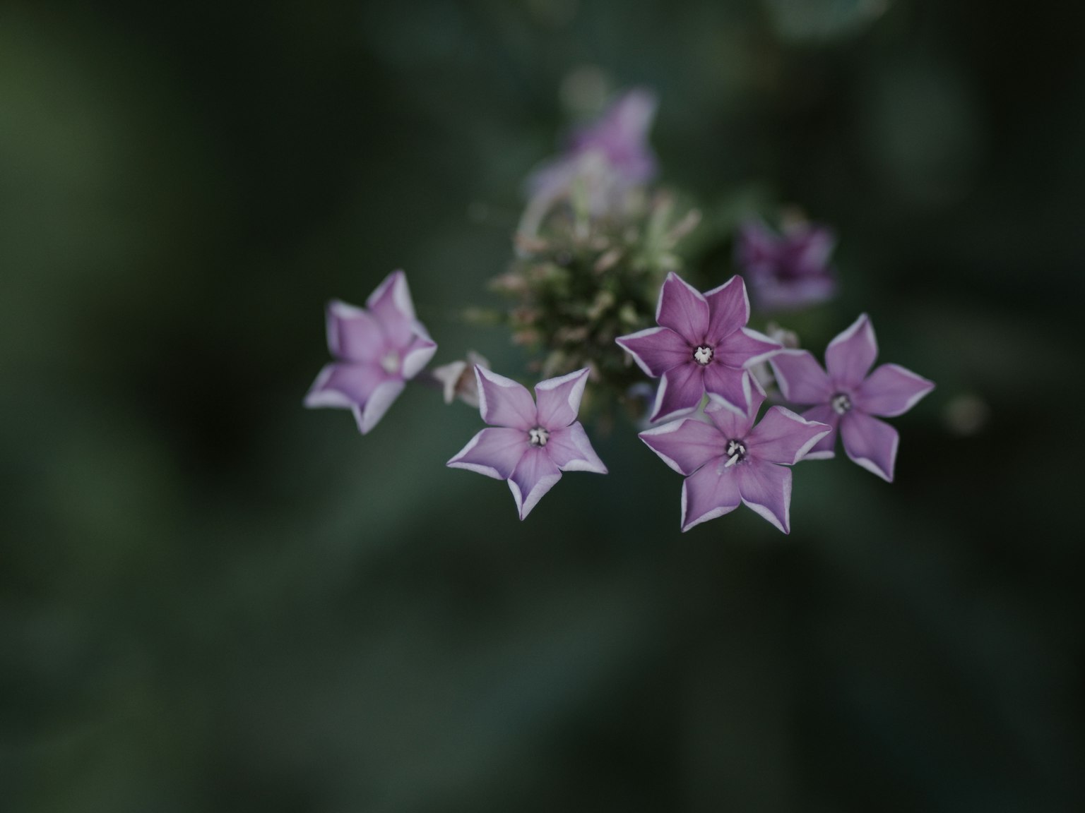 植物上紫色星形花朵的特写