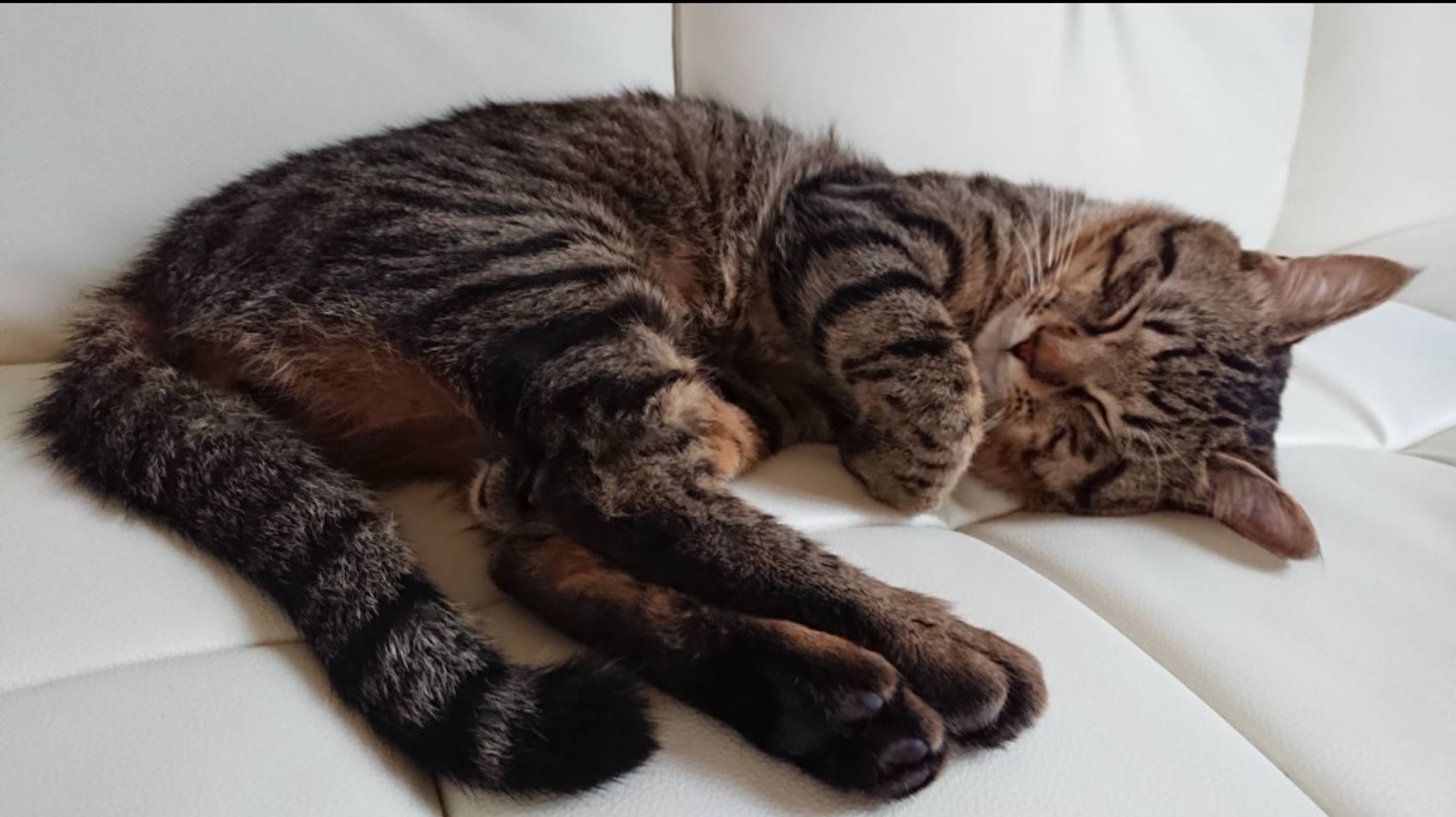 Seekor kucing tabby yang tidur di sofa putih dalam posisi melingkar