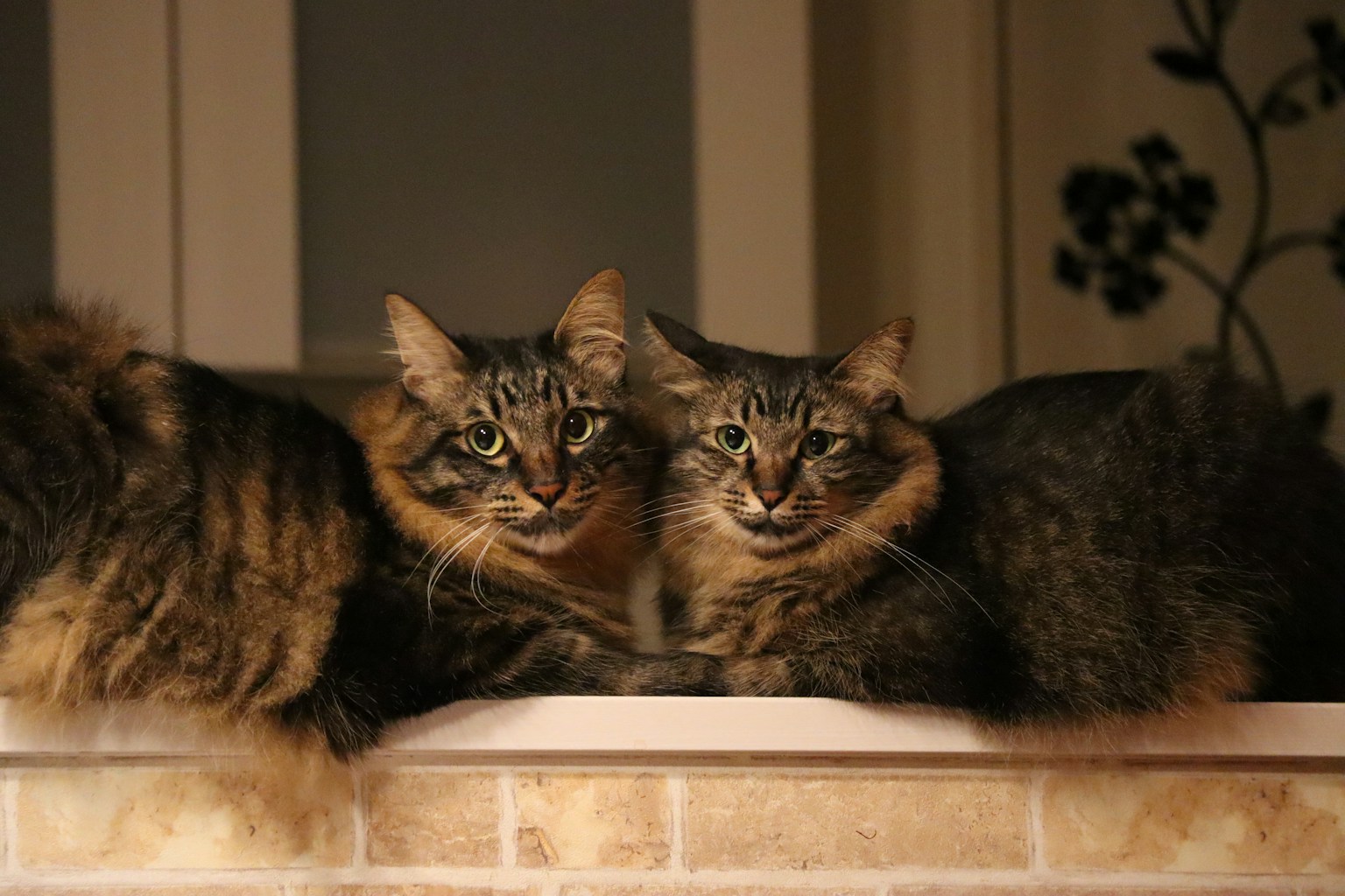 Two cats lying side by side with brown and black striped fur and large eyes