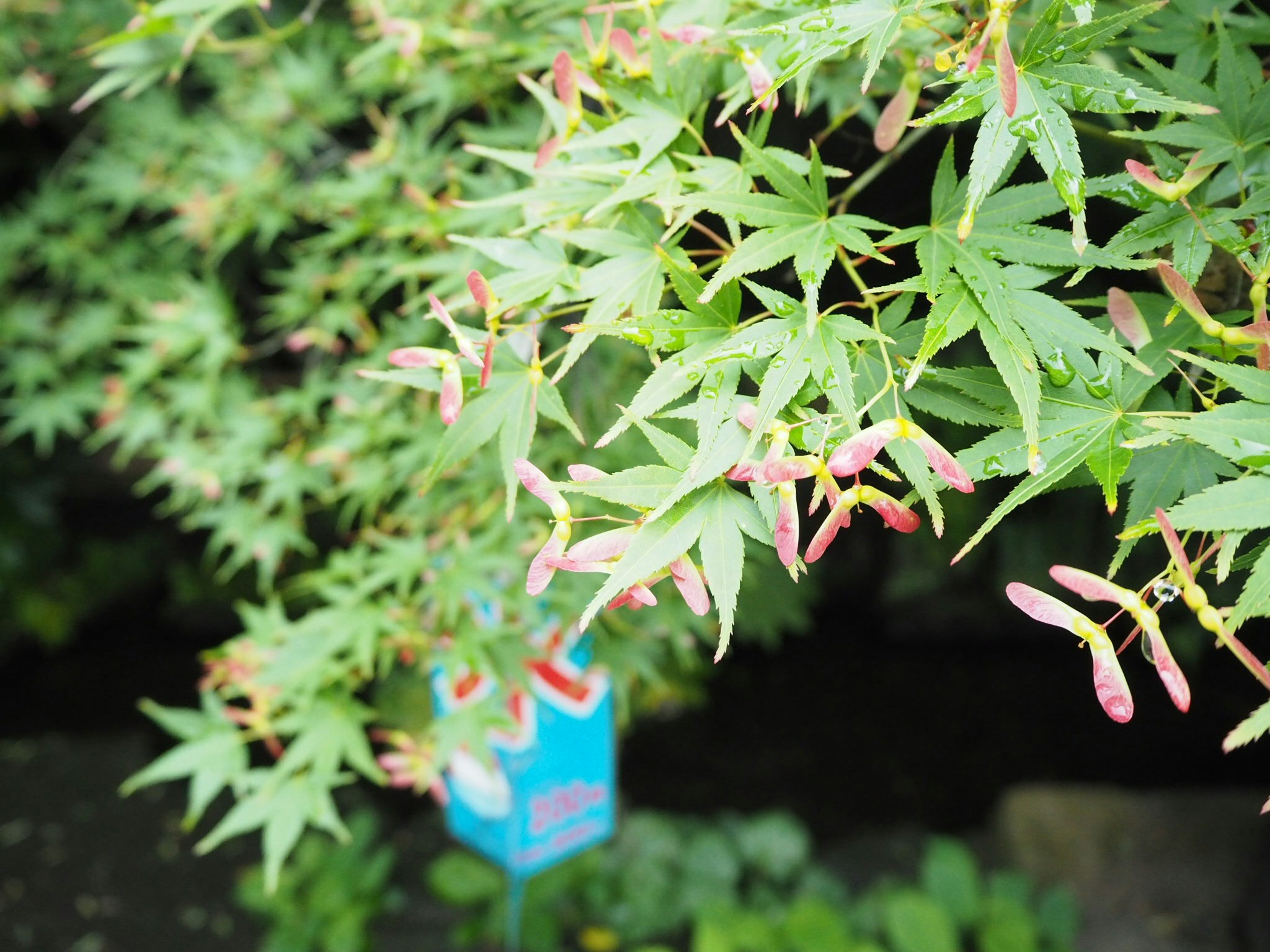 竹のような細い葉と小さな花が垂れ下がる庭の植栽