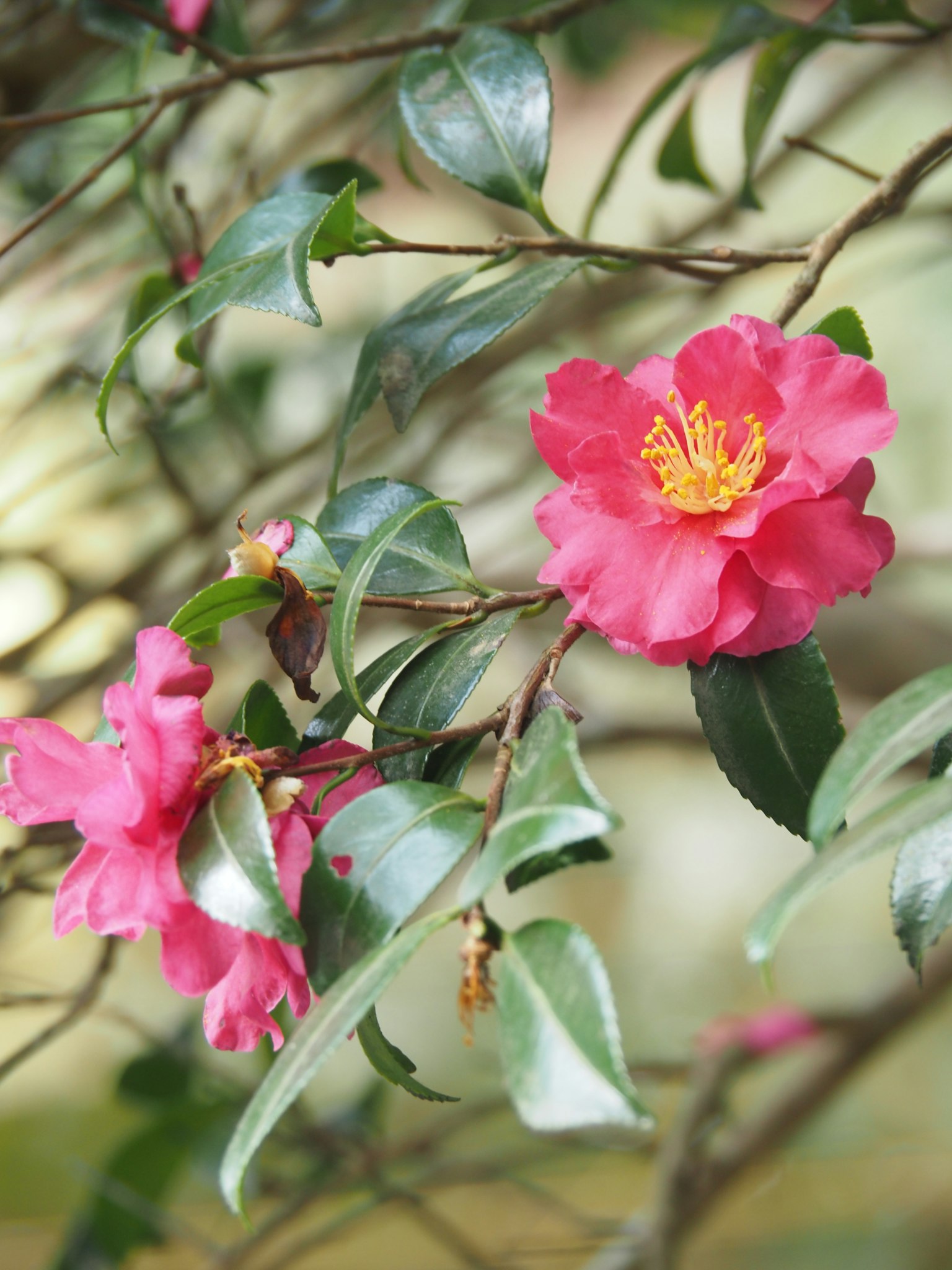 Branch of camellia with vibrant pink flowers and green leaves