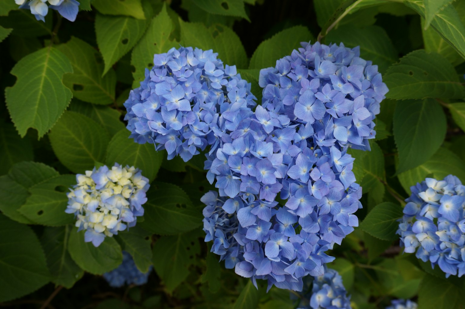 Blue hydrangea flowers with green leaves