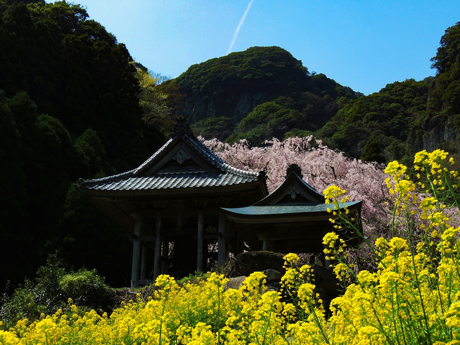 传统日本寺庙被樱花和油菜花环绕 背景是美丽的山脉