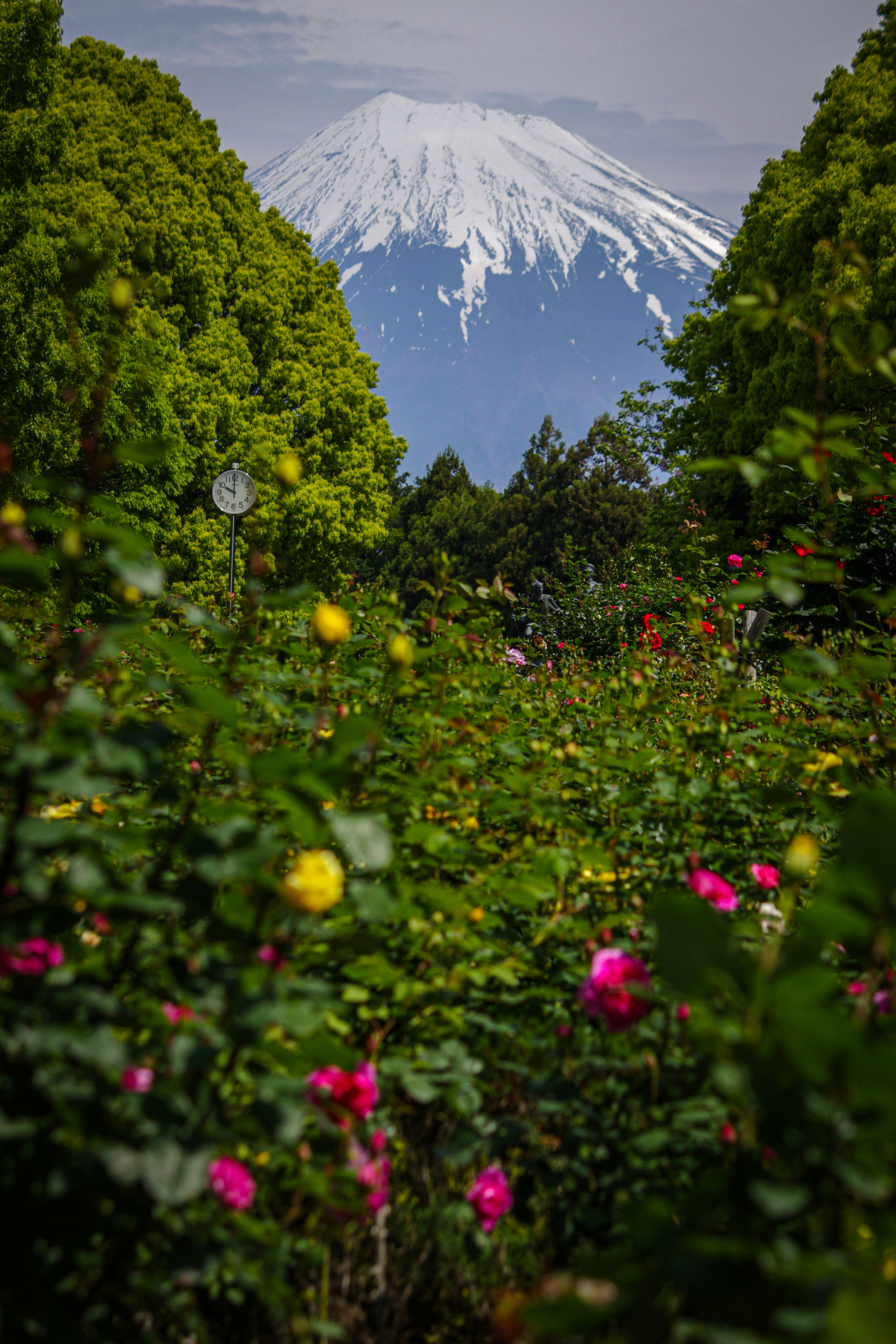 view of Mount Fuji with snow-capped peak over a flower garden