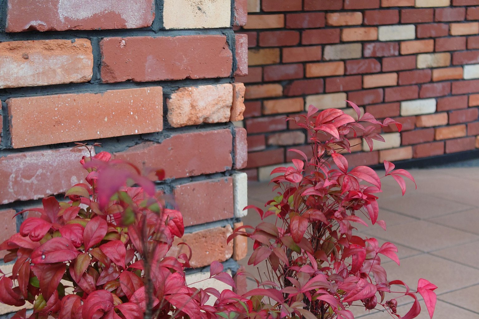 Gros plan sur une plante à feuilles rouges à côté d'un coin de mur en briques