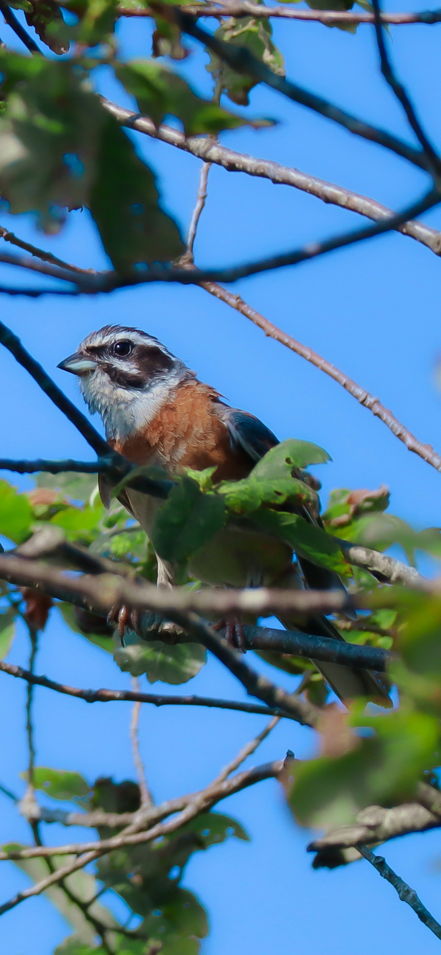 A bird perched on a branch under a blue sky