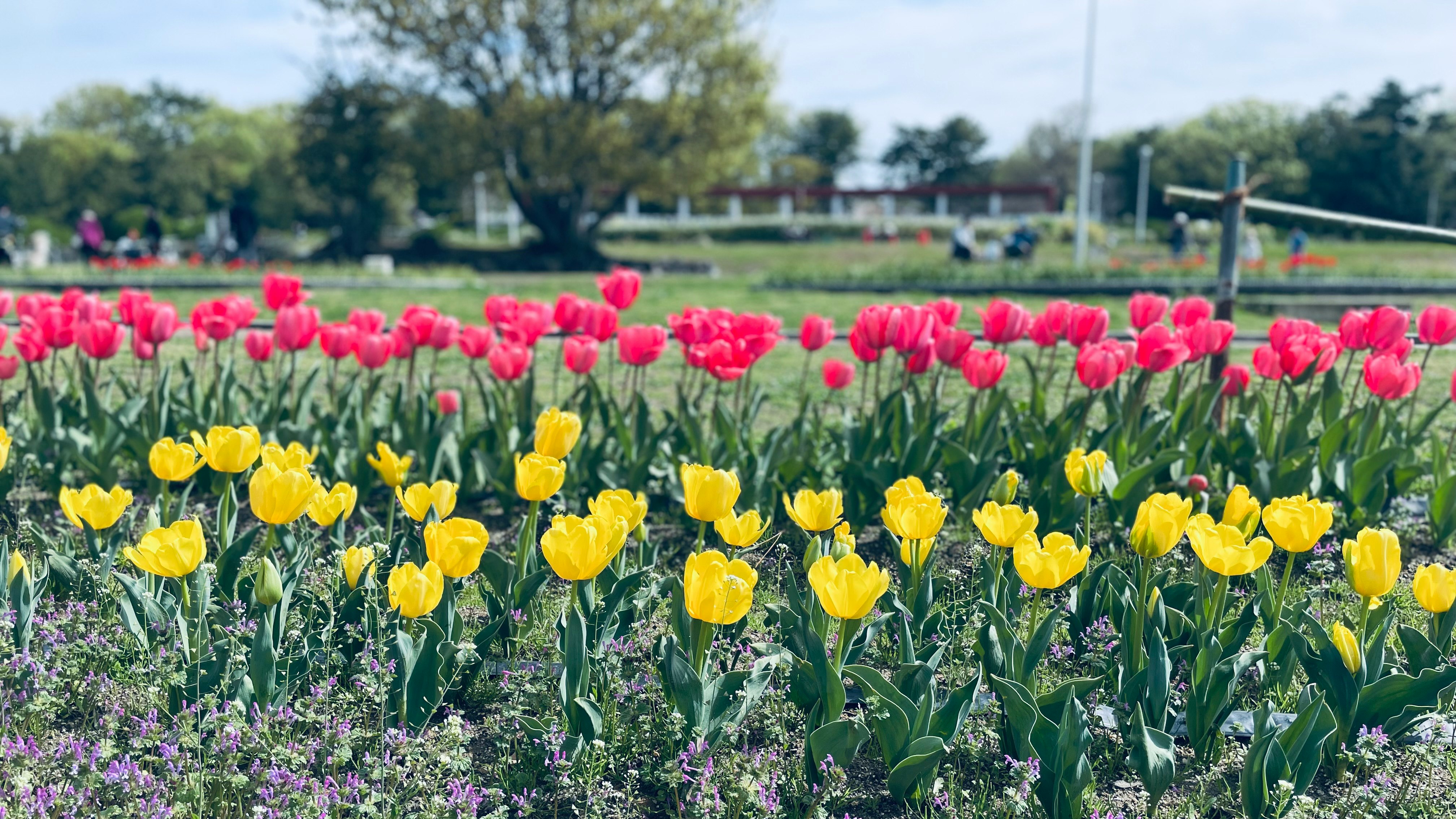 hamparan bunga tulip berwarna yang sedang mekar
