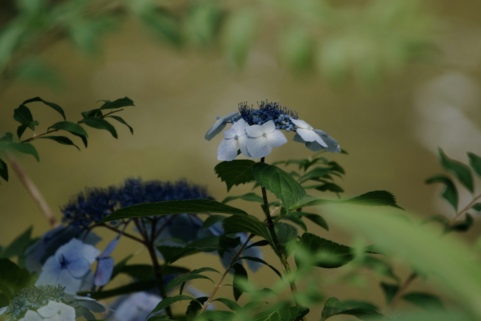 Gros plan d'une plante avec des fleurs bleues et des feuilles vertes