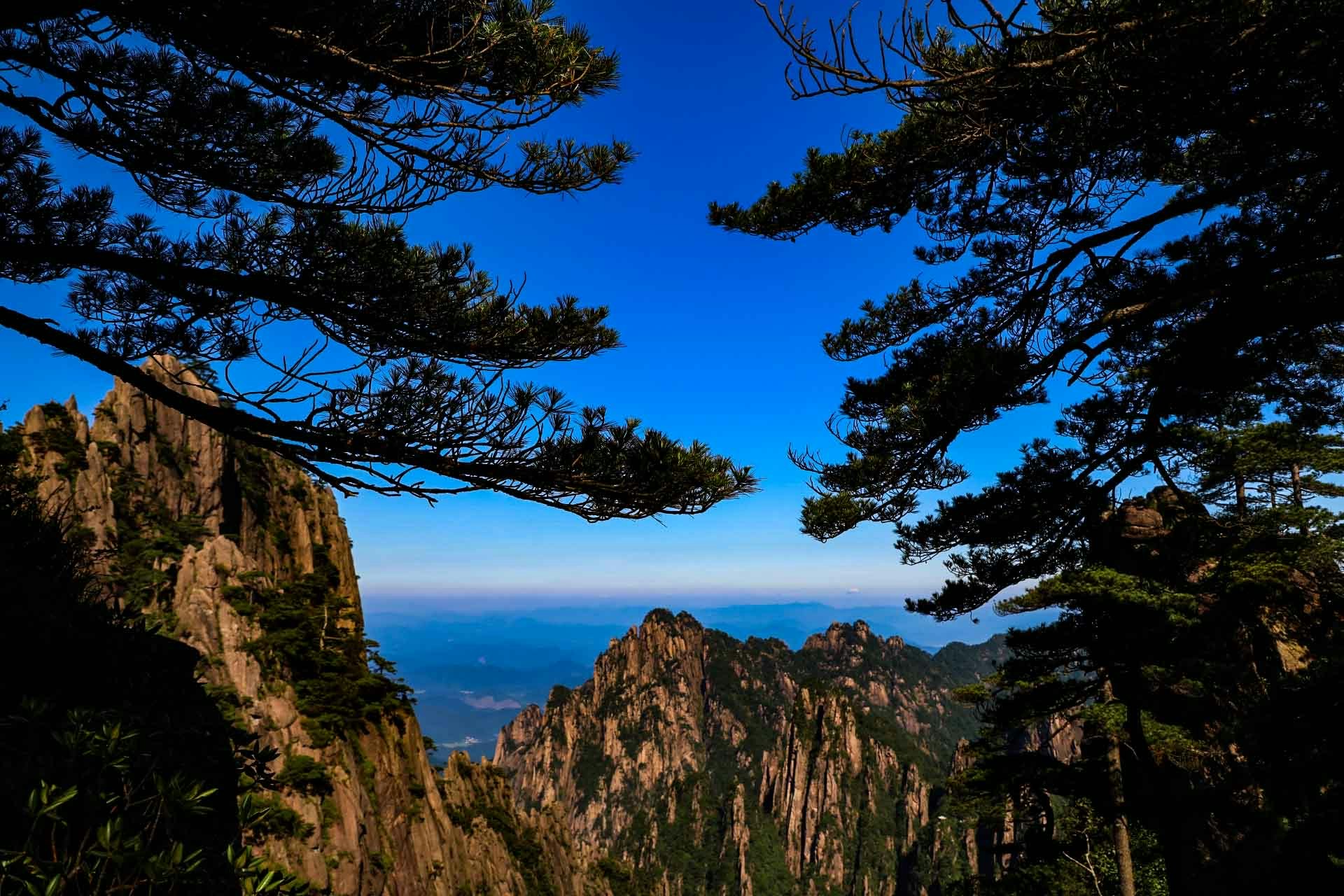 海を望む岩山と松の並木のある渓谷の景色