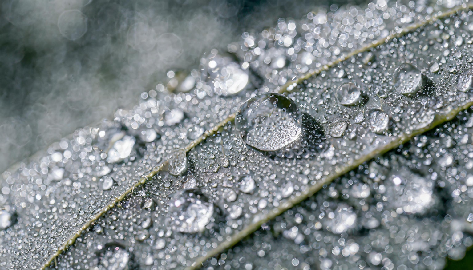 Close-up photo of water droplets on a leaf