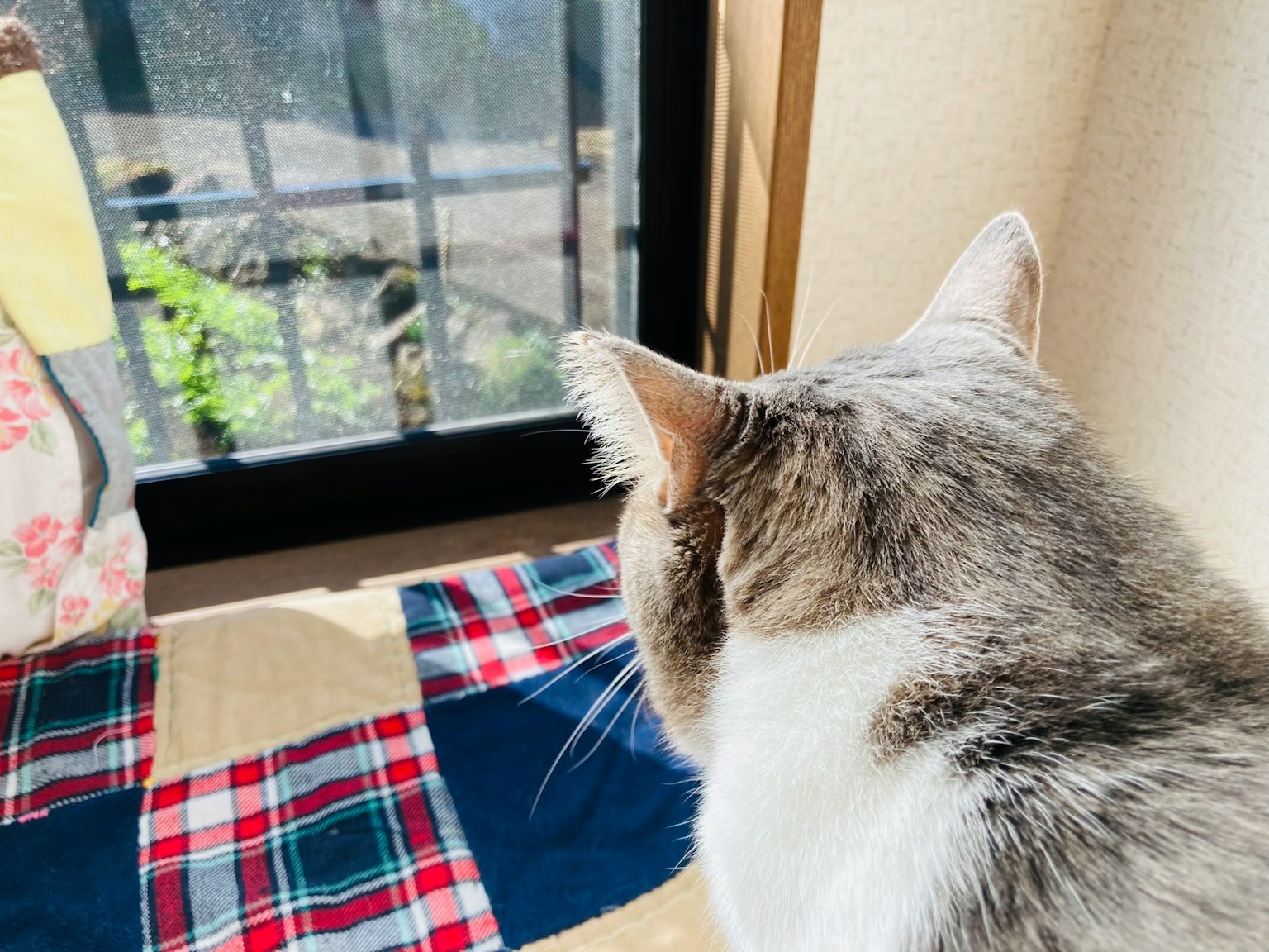 貓在窗前看外面，前景有方格毯子