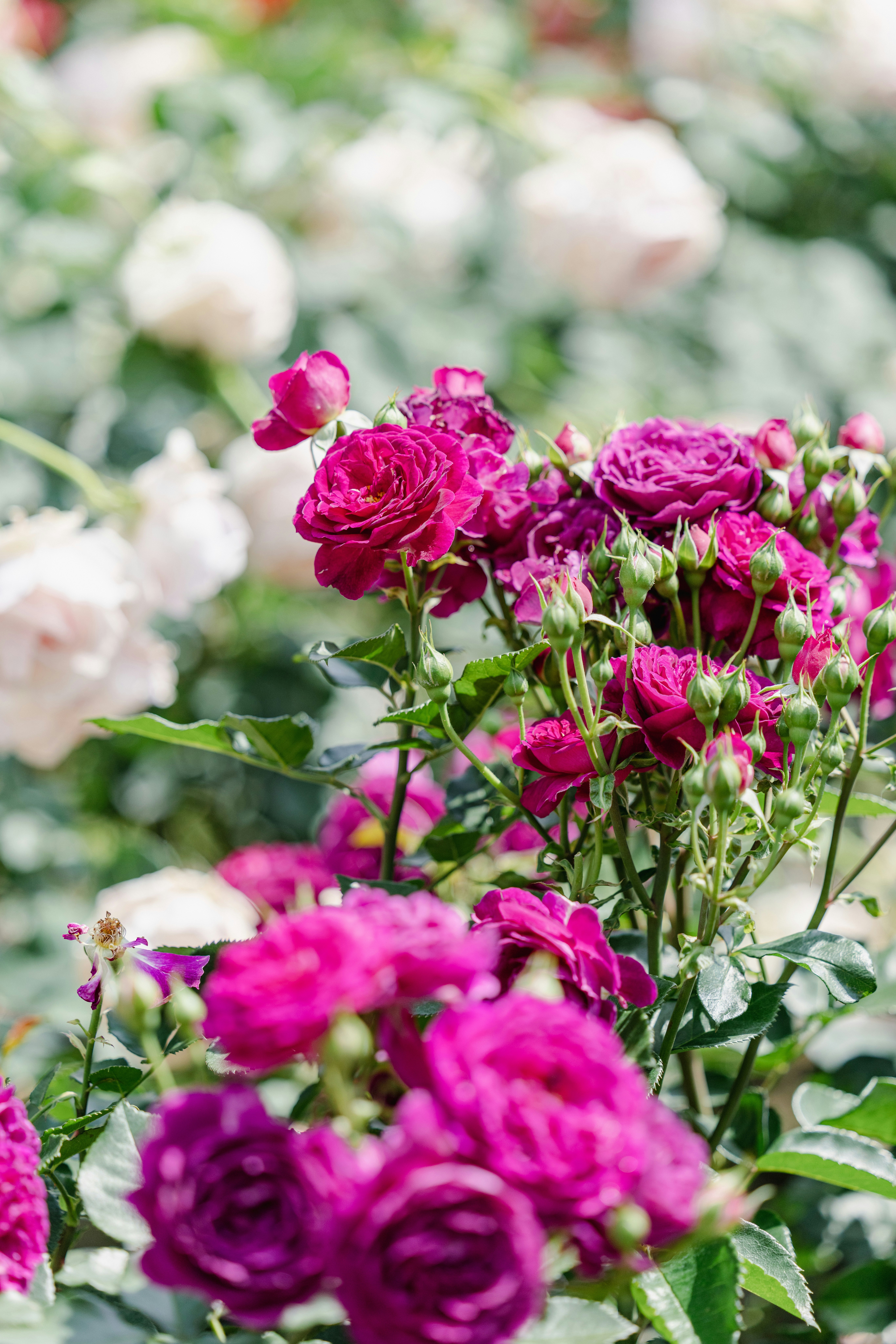 ピンクのバラの花束が咲く庭の花畑