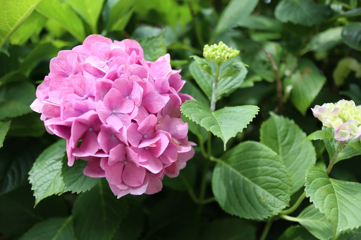 Flor de hortensia rosa floreciendo entre hojas verdes