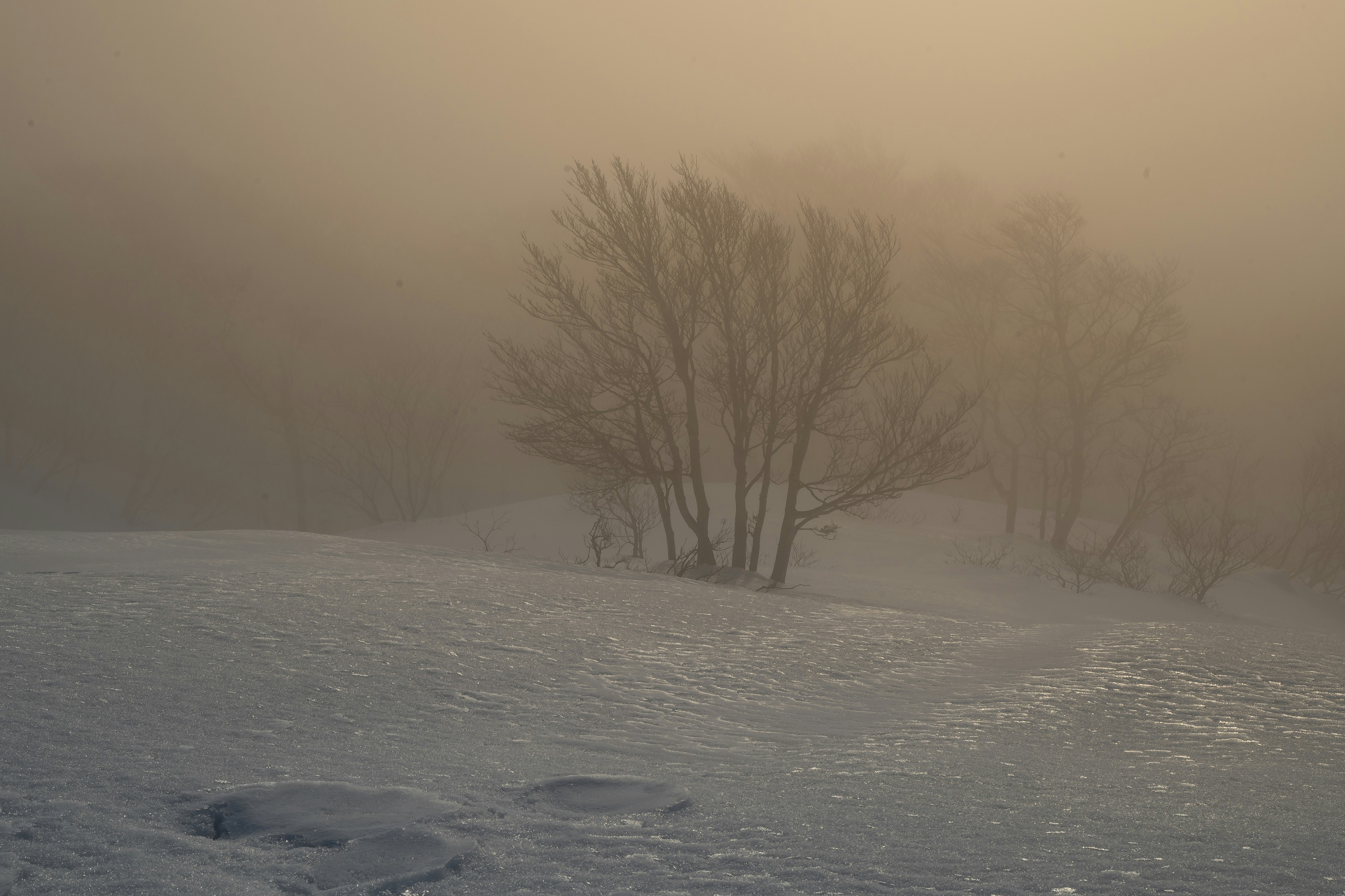 霧の中の雪原に立つ木々のある風景