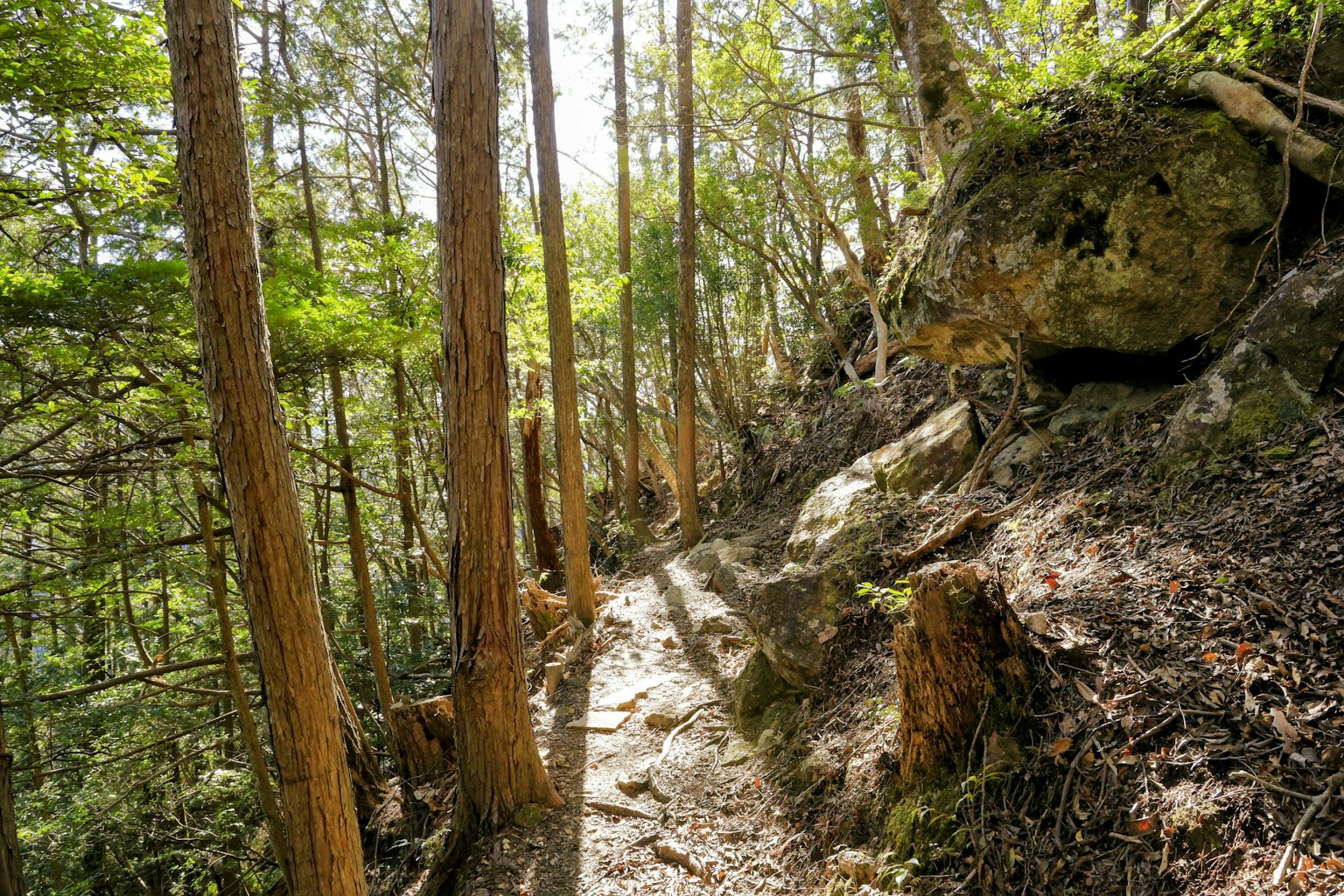 Narrow path through a lush forest with sunlight filtering through trees