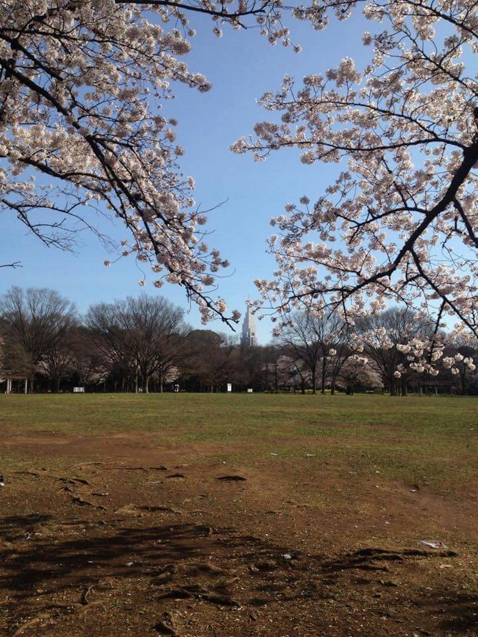 公園的風景，櫻花與藍天