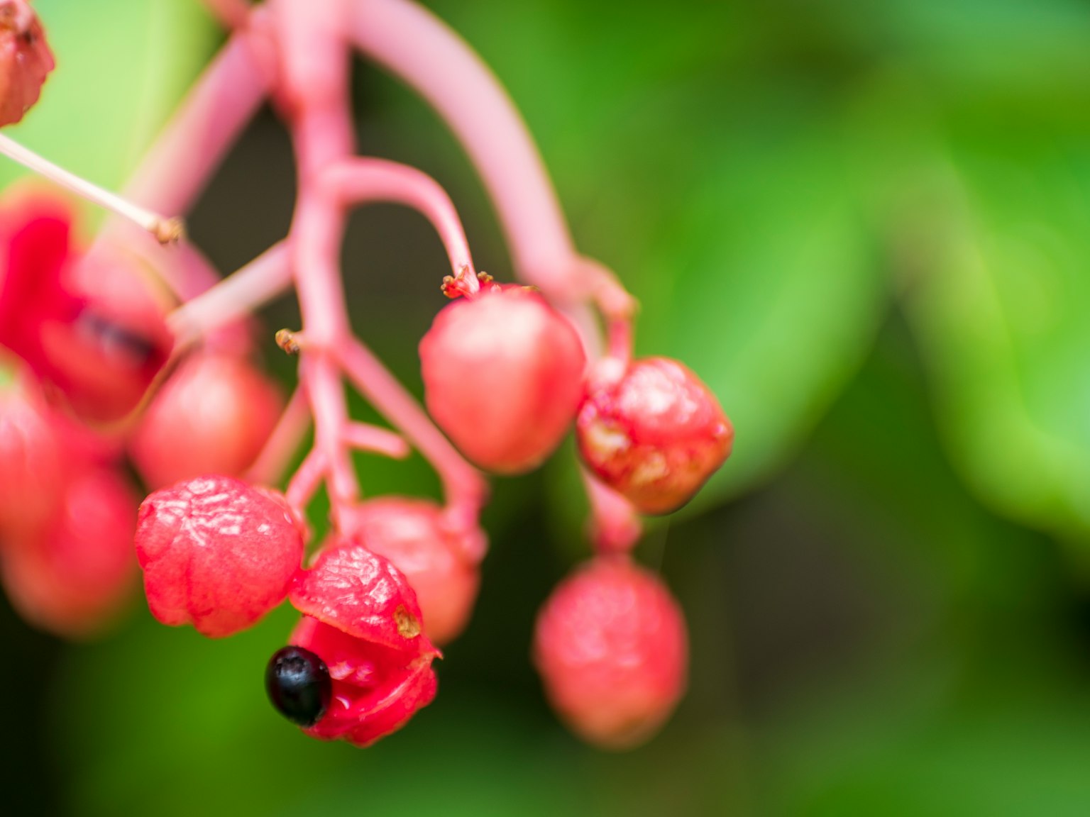 Close-up tanaman dengan buah merah di latar belakang hijau