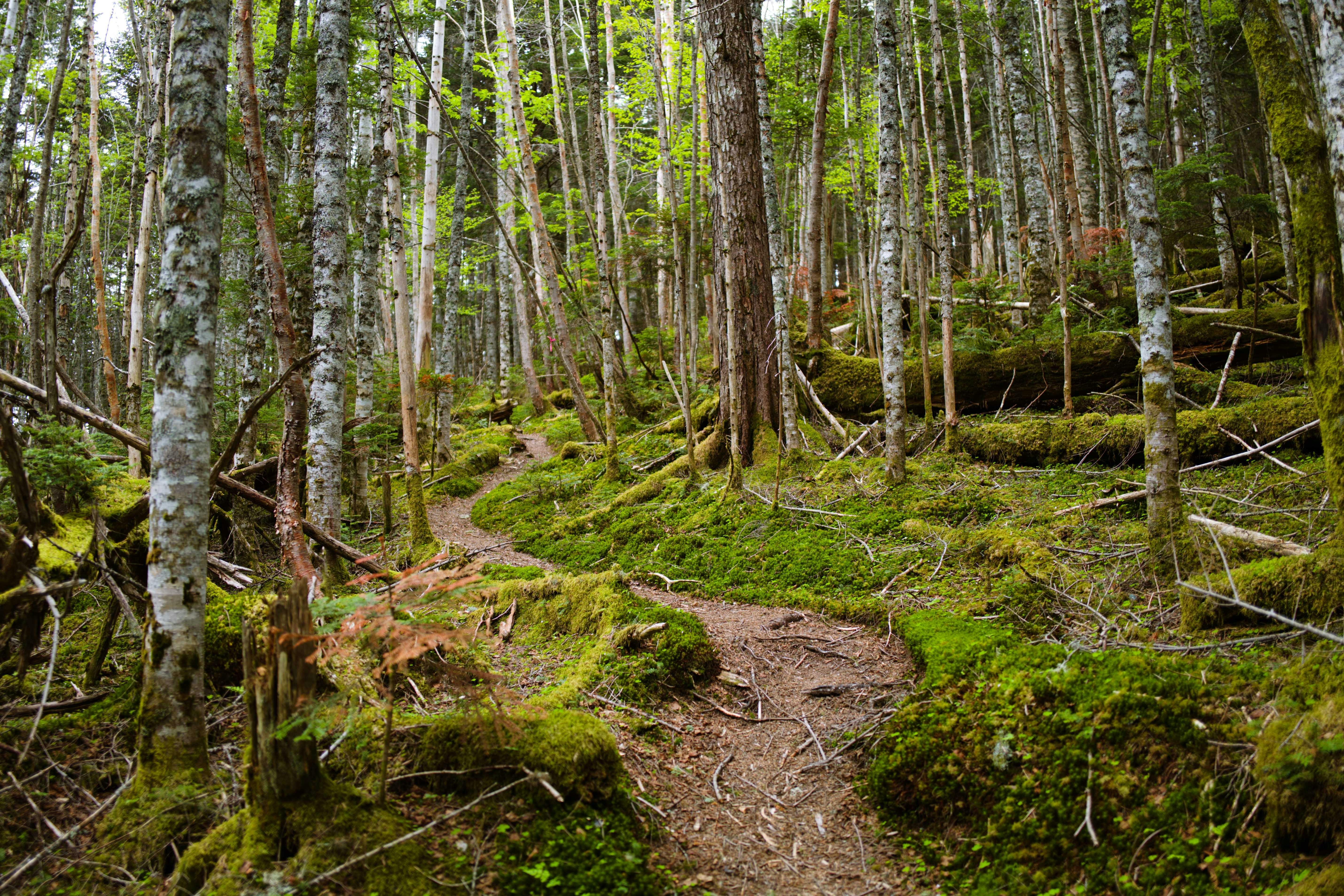 mossy forest path with tall trees
