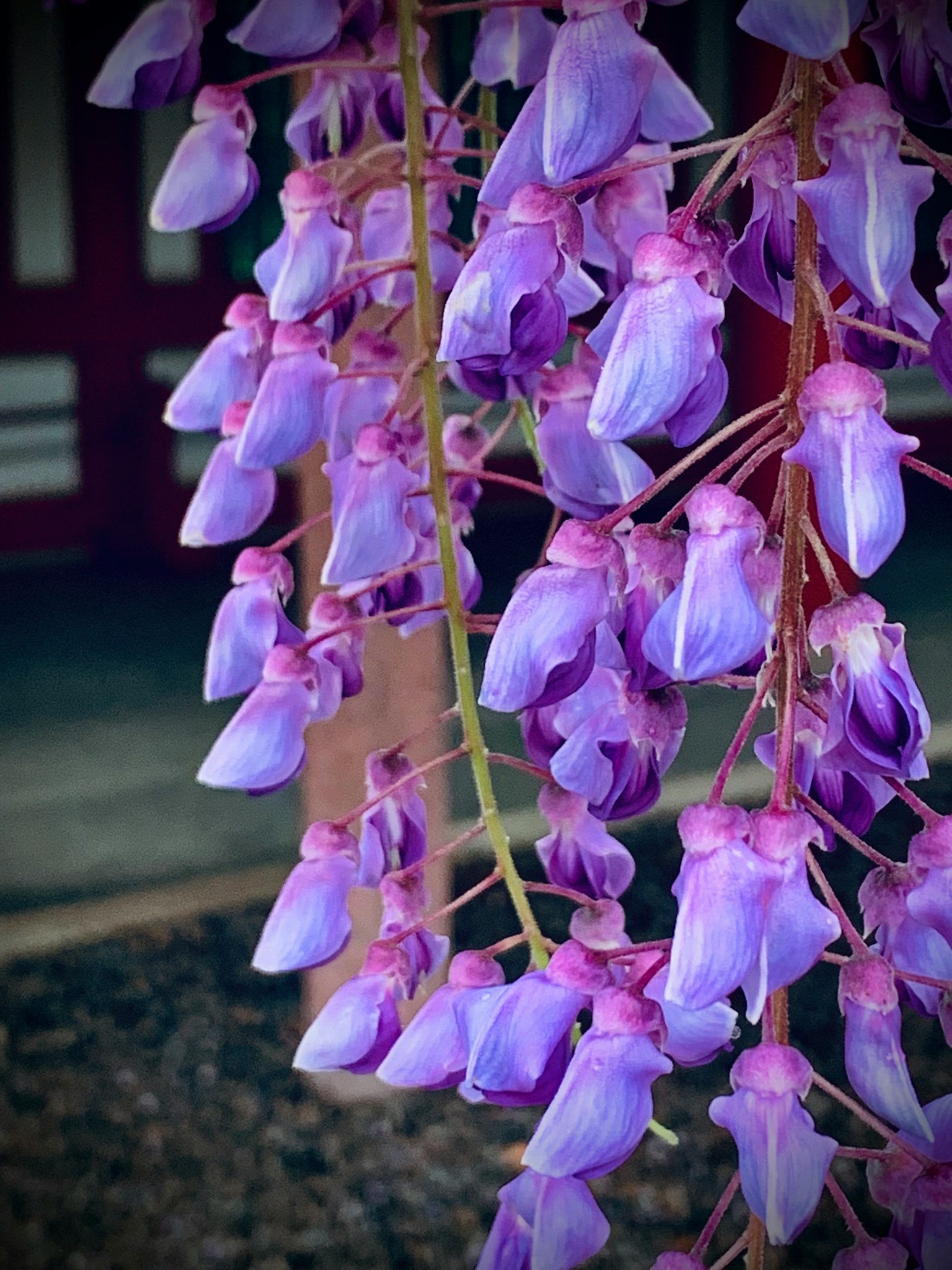 Bunga wisteria ungu yang indah tergantung
